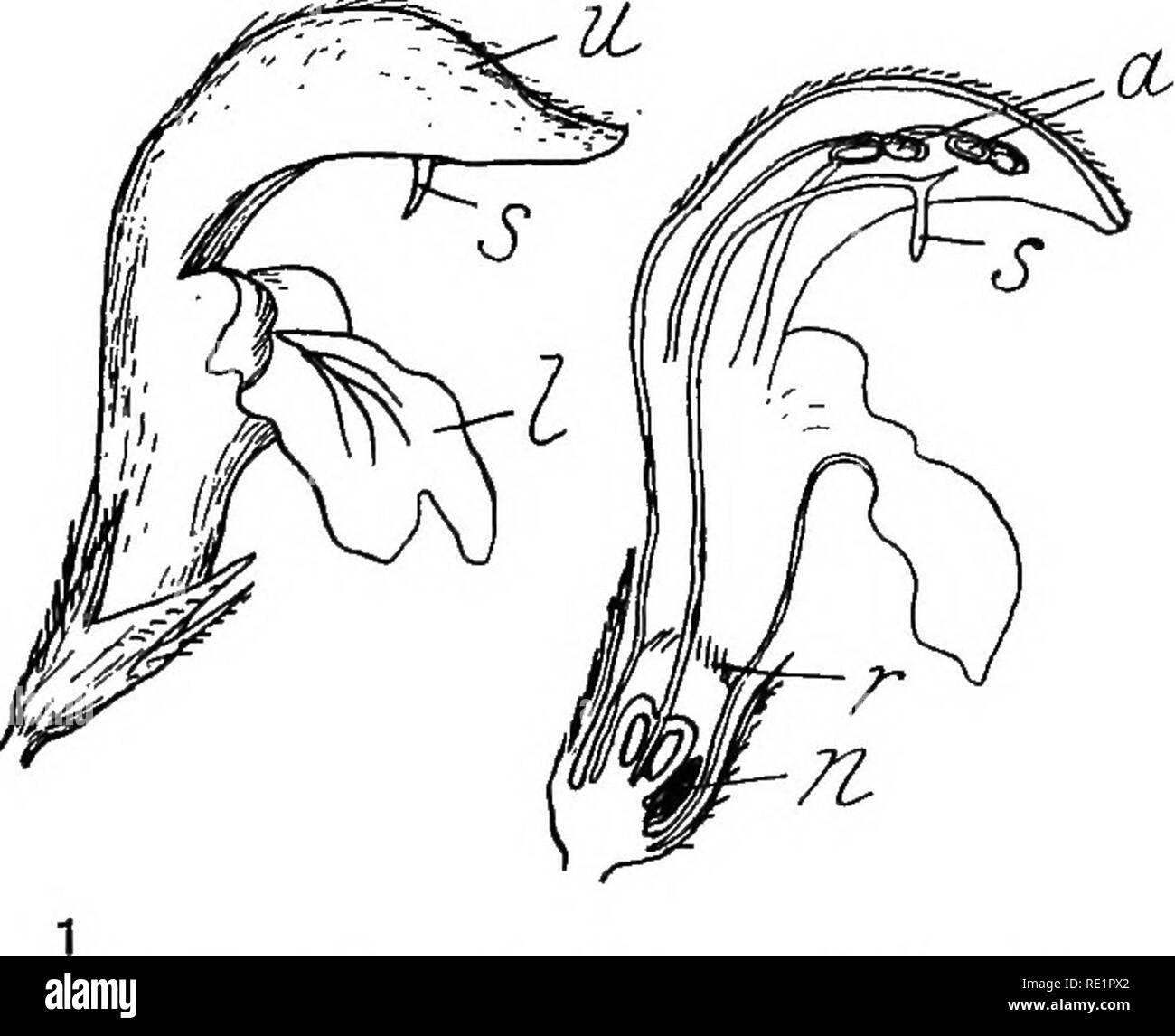 Conservative Characters Botany Example . Agricultural botany, theoretical and practical. Botany, Economic ...