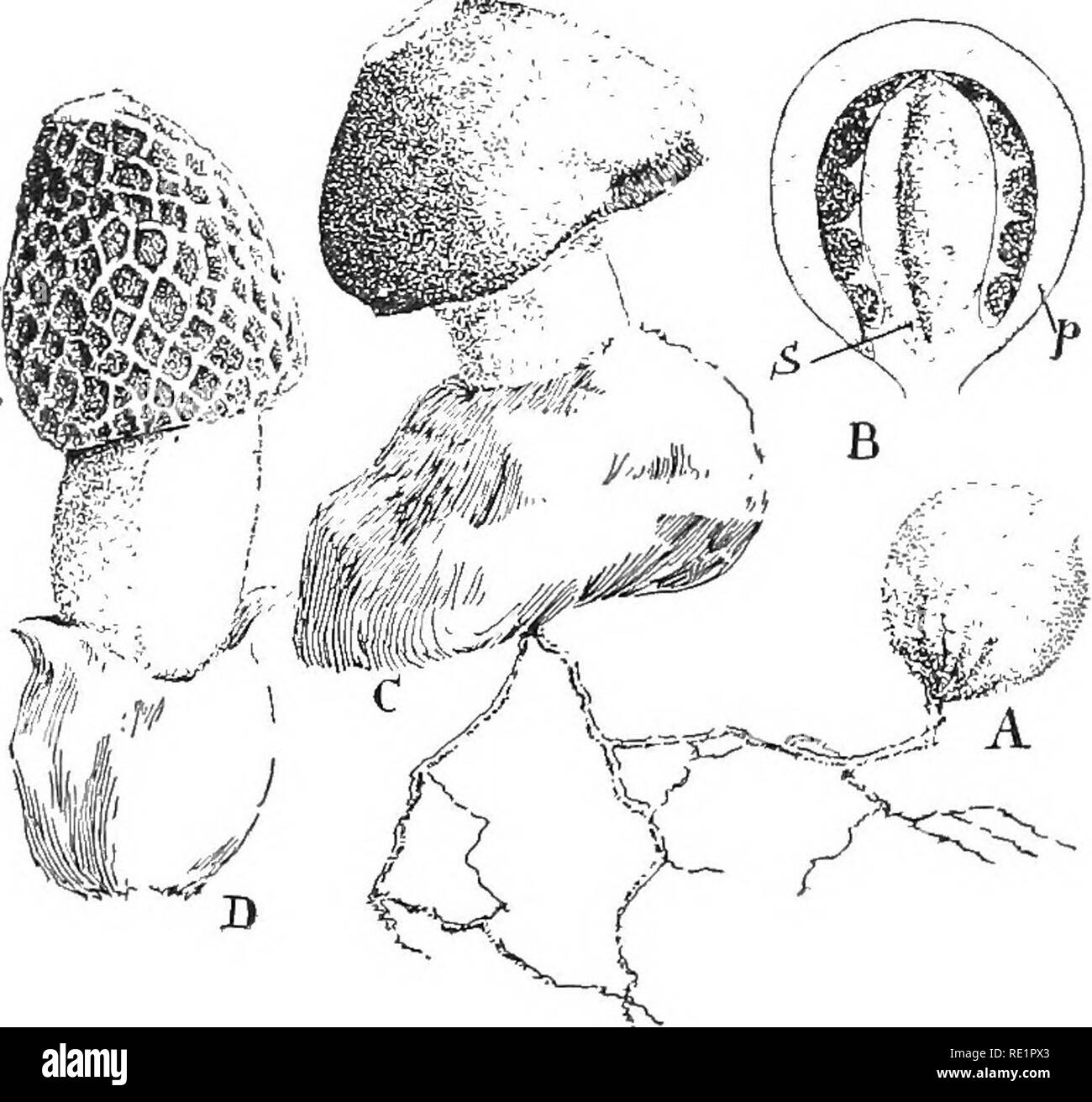 . Nature and development of plants. Botany. 268 DEVELOPMENT OF PHALLALES They differ chiefly from the puffballs in that the spore-bearing cavities are surrounded by tougher hyphae. Consequently, when the periderm of these Httle cup-shaped bodies opens, these tougher parts appear as minute eggs in a nest (Fig. 177, B). 100. Order f. Phallales or Stink Horns.âThese fungi first appear as egg-Hke structures on rather coarse strands of the mycelium which traverse decaying vegetation. These bodies consist of a white skin-Hke periderm which encloses a stipe and. ^ Tig. 178. A common form of the Phal Stock Photo