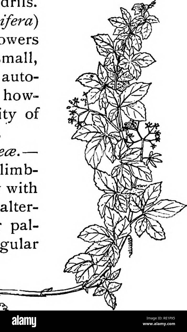 . A manual of Indian botany. Botany. 202 CLASSIFICATION (fig. 174); smaller goale-Iata (Vtiis setosa), the her- baceous leaves of which, roasted and oiled, are applied to tumours to bring about suppuration; Vitis repanda, a large climber without tendrils; and dhol-samudra or hatikan {Leea macrophylla), a herb with the lower leaves about 2 feet across and the upper ones ^ to I foot across, without tendrils. The Grape Vines {Viiis vinifera) belong to this family. The flowers of this order are mostly small, greenish, homogamous, and auto- gamous. Their fragrance, how- ever, indicates the possibil Stock Photo