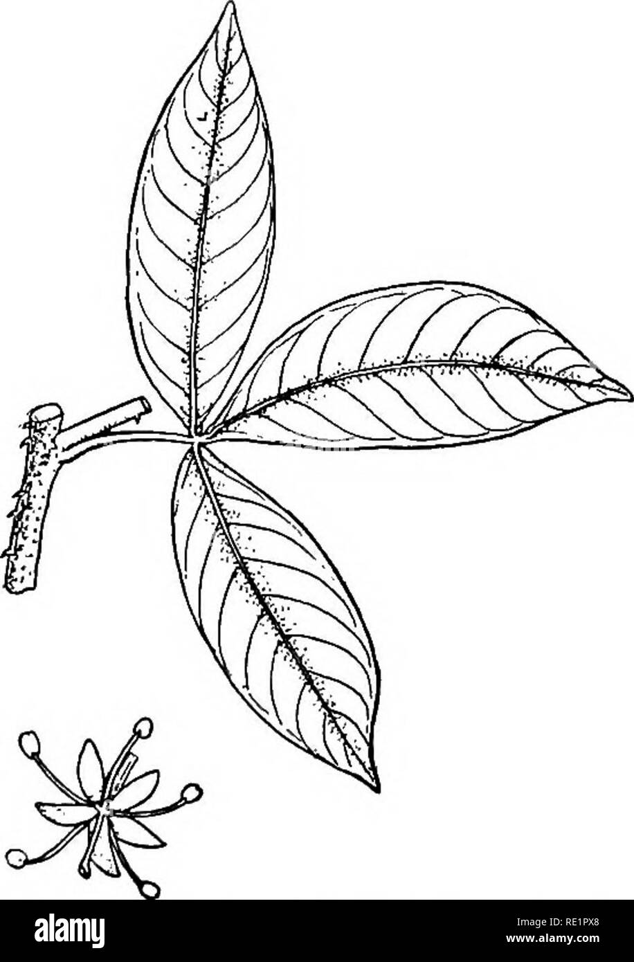 . A manual of Indian botany. Botany. CLASSIFICATION medica, C. Aurantium, and C. decummia or batabi- nebu), usually characterized by winged and jointed petioles (see fig. 29 (4)); bael or Wood-apple {^gle Marmelos), kath-bael or Elephant-apple (Feronia Elephantuvi), kamini-phul {Murraya exotica)^ and ash-shaorha {Glycosmis pentaphylld). The twigs of the last-named plant are largely used as a kind of tooth-brush all over northern India. Todalia aculeata (fig. 173) is a shrub found in Orissa and Khasi Hills, armed with pe- culiar spines. The seeds of nebu are often poly-embryonic. Nat. Order 31. Stock Photo