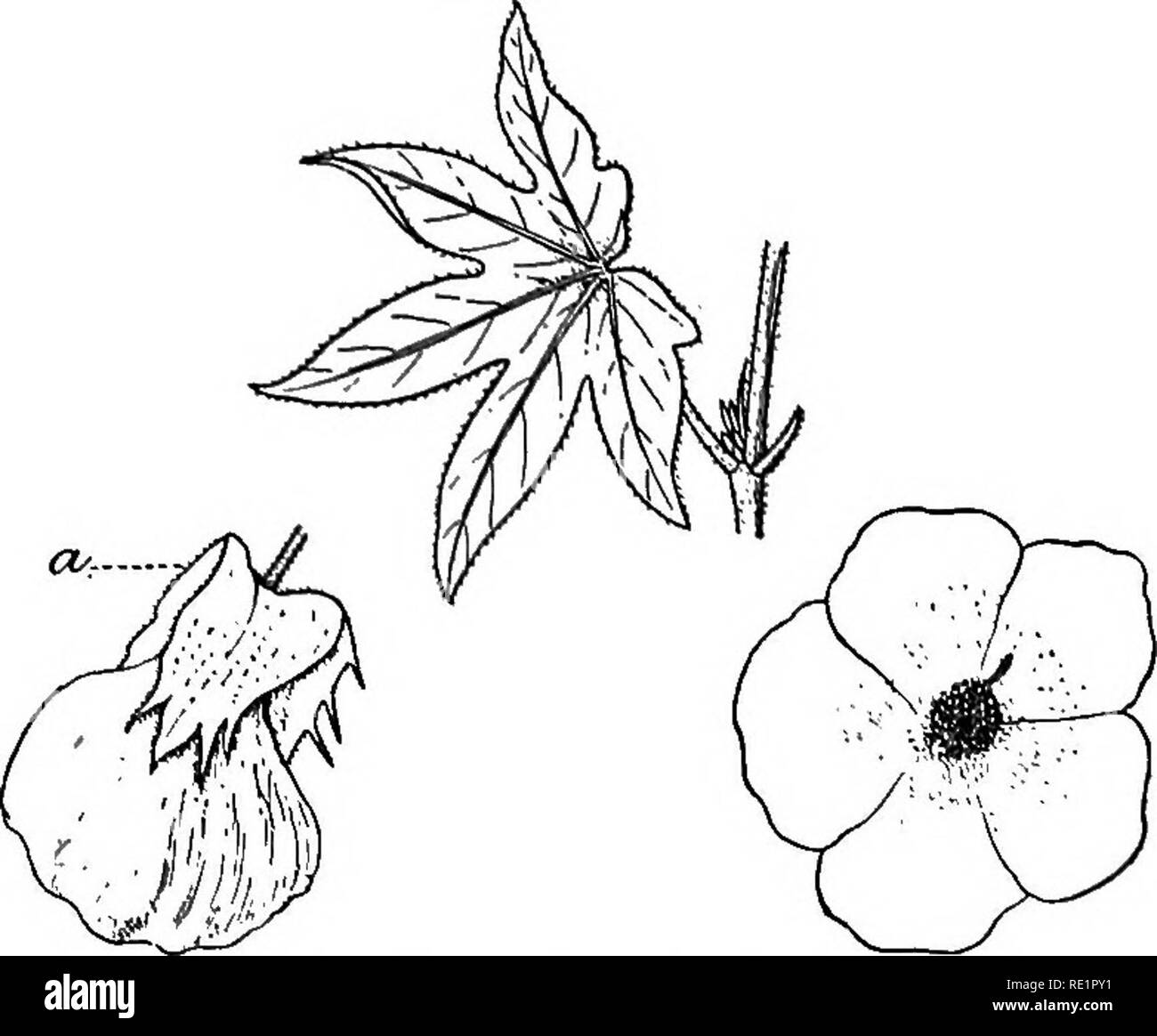 . A manual of Indian botany. Botany. THALAMIFLOR^ 193 The following are commonly-occurring plants: jaba or Chinese Rose {Hibiscus Rosa-sinensis) (fig. 166), a common garden shrub; bhendi or dhanrhas or Lady's Finger or Ram's Horn {H. esciUentus), a common cultivated vegetable; hs.n-'ka.pa.s {H.vitifolius); Madras Hemp or Madras pat {H. cannabinus), which yields a valuable fibre; sthal-padma (//. mutabilis), the petals. Fig:. 167.—Kapas {Gossyjiiutn hei-baceiim) a, Epicalyx, of which change from white to red in the course of a day; H. radiattis, a prickly shrub found in cultiva- tion; ban-okra  Stock Photo