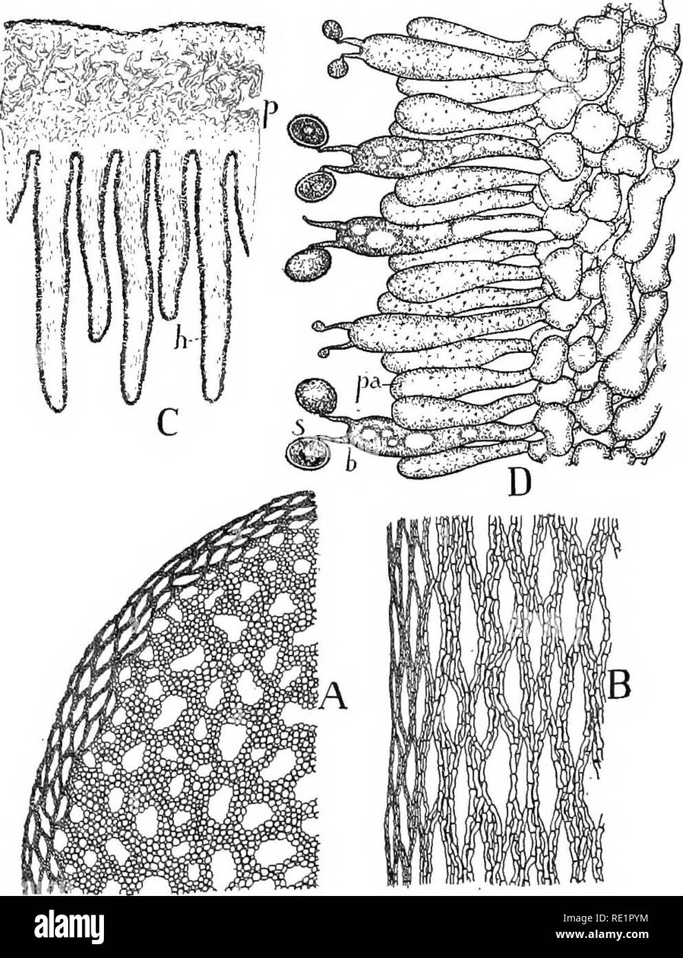 . Nature and development of plants. Botany. DEVELOPMENT OF PLANTS 263 a sereveral very widely distributed and familiar families of the Agaricales, distinguished by the arrangement and distribution of the hymenium. A. Thelephoraceae.—These fungi form membranous, leathery. Fig. 171. Structure of a mushroom: A and B, cross and longitudinal sections of a portion of the stipe, showing the character and arrangement of the hyphae that make up the mushroom. C, tangential view of the gills —p, pileus; h, hymenium appearing as a dark band on the surface of the gills. D, a portion of the hymenium enlarge Stock Photo