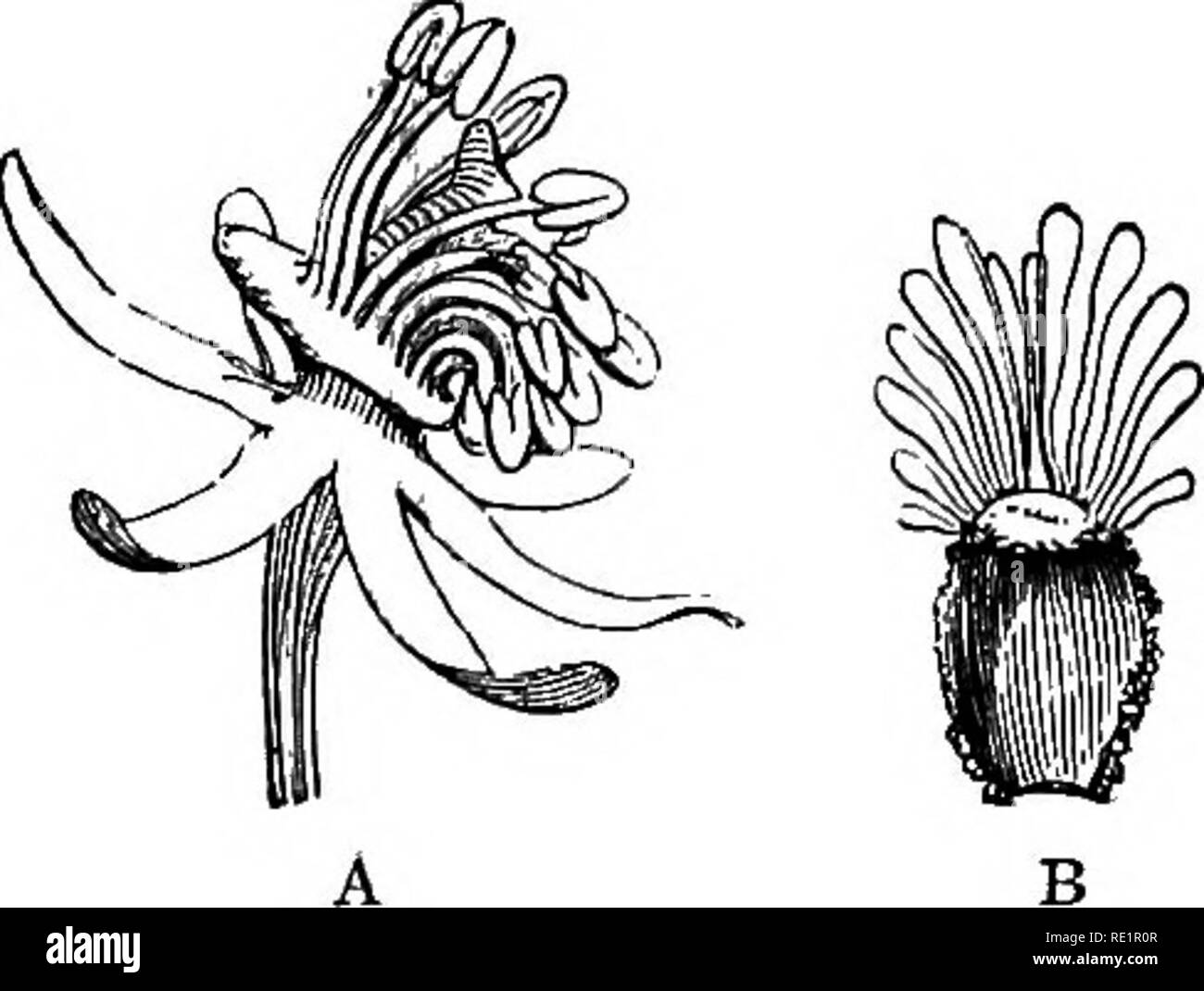 . A manual of Indian botany. Botany. Fig:. 15^-—A, Flower, and B, Floral Diagram oi Fimiaria climbing by means of stipular hooked spines. Cleome viscosa appears to have cleistogamous flowers. The Order is mostly entomophilous. Nat. Order 10. Fumariacece.—This is represented by a small branched annual weed common in waste grounds {Fumaria parvi- Jlora) (fig. 152). It has dissected glaucous leaves and irregular purplish flowers with diadelphous stamens. Nat. Order 11. Rese-^ dacece.—This is repre- sented by the common garden flower Mignonette {Reseda odoratd) (fig. 153), noticeable for its three Stock Photo