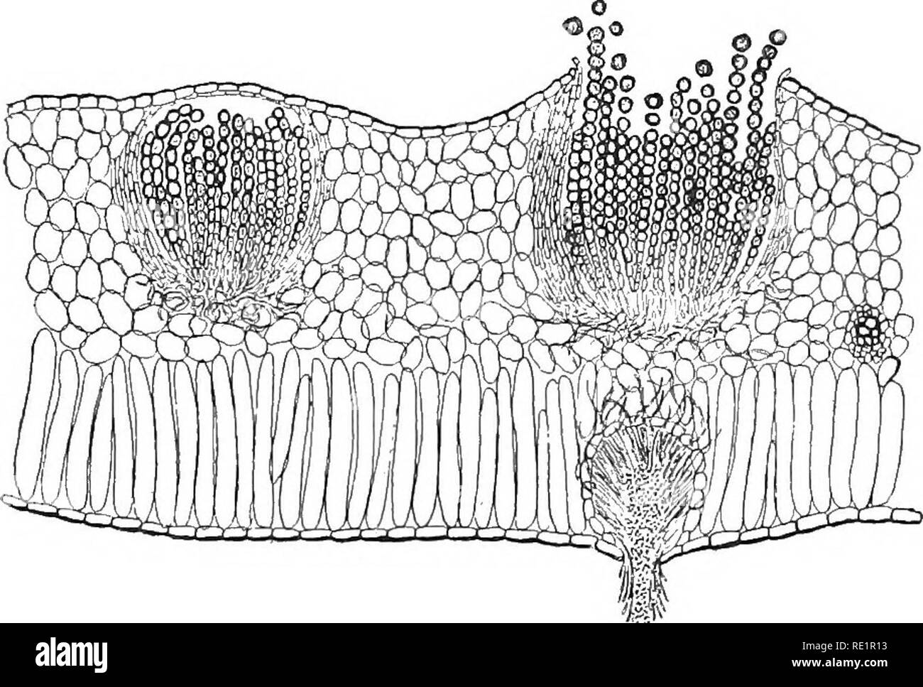 . Nature and development of plants. Botany. 252 DEVELOPMENT OF A RUST bodies which rupture the epidermis and finally open out into cups filled with chains of yellowish spores. An examination of Fig. 162 shows that these spores are formed in rows at the end of hyphae and surrounded by a layer of rather thick-walled hyphae. This stage of the rust is known as the cluster cup or aecial stage and the spores are called aeciospores. Often smaller spore-bear-. FiG. 162. Cluster cups as seen in section of leaf of spring beauty, Clay- tonia. At right one of the cups is ruptured, exposing the aeciospores Stock Photo