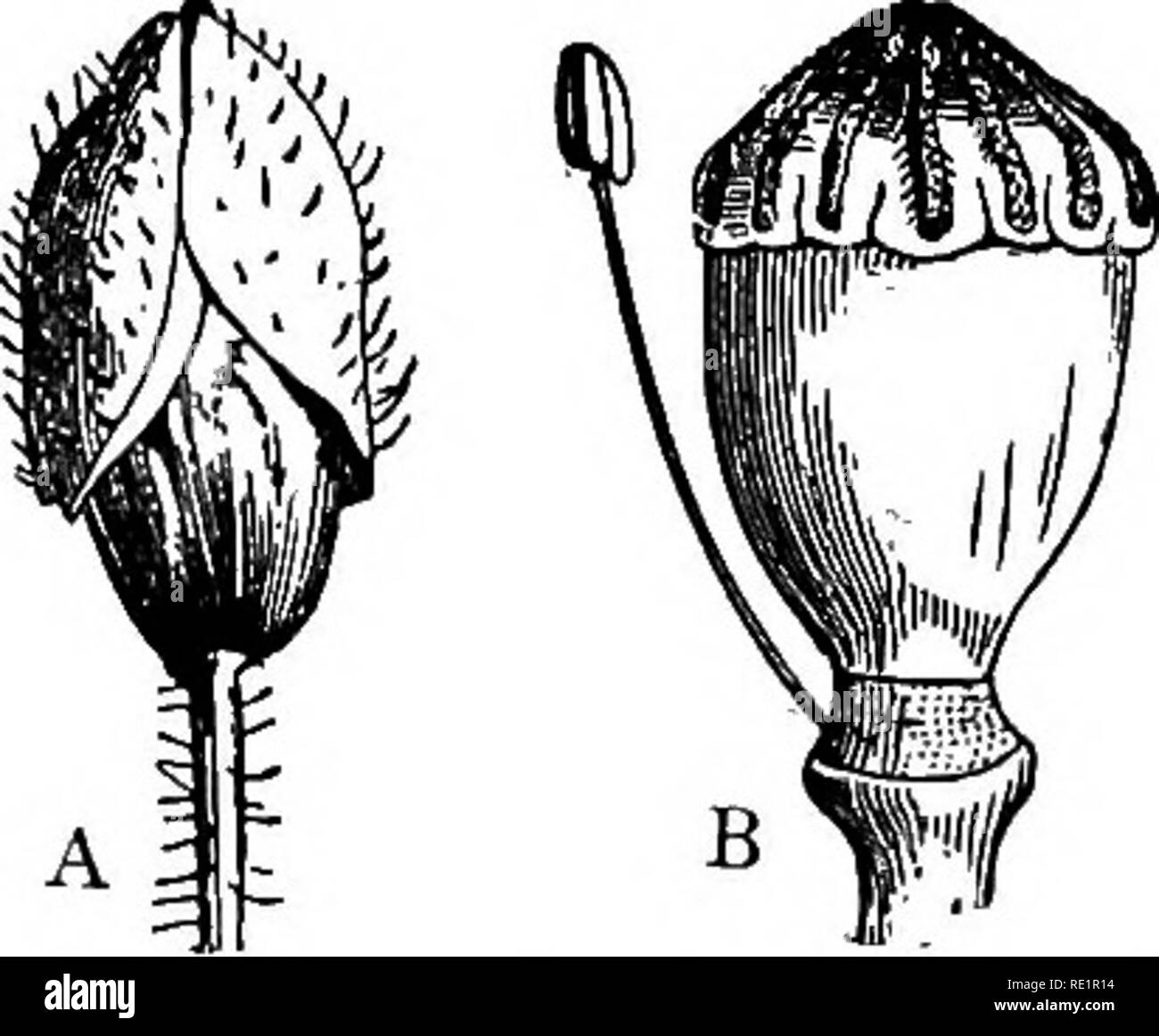 . A manual of Indian botany. Botany. i8o CLASSIFICATION times for opium, which is the inspissated millcy juice of the unripe capsule. The seeds of Poppy and shial- kanta yield a kind of oil which is used for lighting purposes. Papaver orientale and P. Argemone are com- monly grown in gardens during winter. The Order is characterized by mostly homogamous pollen flowers, like the two plants mentioned above. Nat. Order 8. Cruciferce.— Herbs, juice often pungent. Leaves radical, in a rosette, also cauline alternate. Stipules o. Flowers in racemes, without bracts. Sepals 4, in 2 whorls.. Fig. 150.— Stock Photo