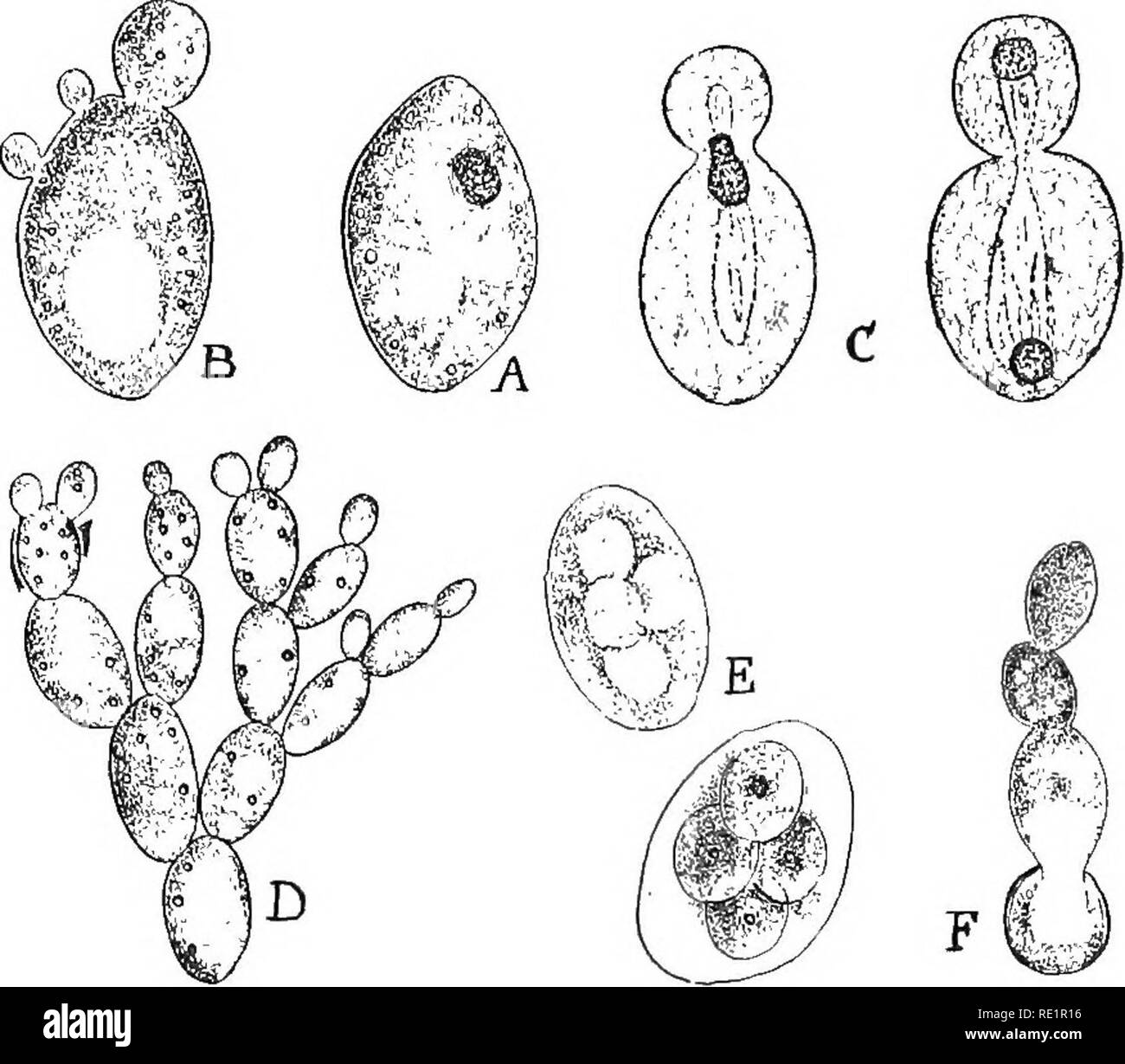 . Nature and development of plants. Botany. DEVELOPMENT OF PLANTS 249 freed by the decay of the ascus and when conditions are favorable grow into the characteristic yeast cells, as shown in Fig. 161, F. (a) Fermentation.—These microscopic plants must be num- bered among those plants that are of the greatest economic value. Their importance is due to the fact that they decompose sugars upon which they feed into CO2 and alcohol, a change called fer- mentation. The extensive brewing and distilling industries all. Fig. 161. The yeast plant, Saccharomyces: A, single plant, B, plant producing three  Stock Photo
