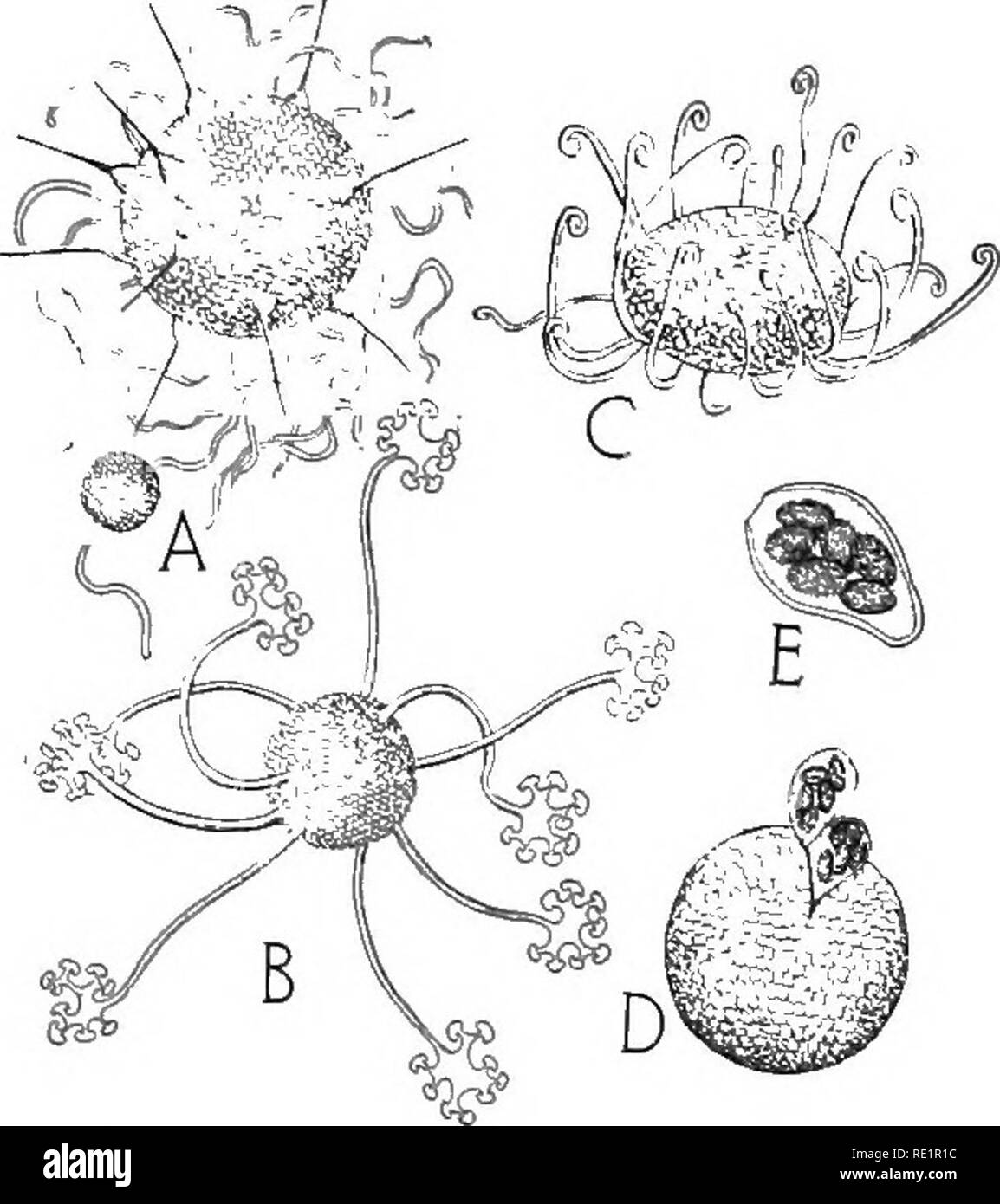 . Nature and development of plants. Botany. DEVELOPMENT OF PLANTS 247 ...