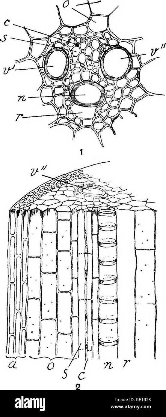 . Agricultural botany, theoretical and practical. Botany, Economic; Botany. Fig. 71. —I. Transverse section of a vascular bundle in barley stem. (Enlarged 420 diameters.) 2. Longitudinal section through portion ground-tissue and a vascular bundle along line x in previous figure. a Epidermis and thick-walled ground-tissue cells; o thin- waited ground-tissue cells; s sieve-tube; c companion- cell of the bast; « annular vessel; v* and v&quot; spiral vessels of the wood ; r intercellular space.. Please note that these images are extracted from scanned page images that may have been digitally enhan Stock Photo