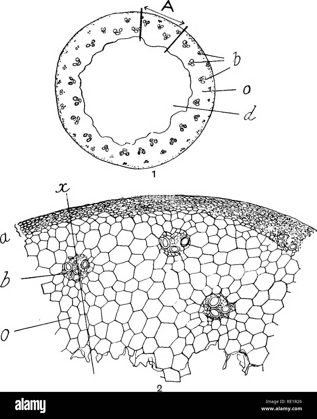 . Agricultural botany, theoretical and practical. Botany, Economic; Botany. 138 ANATOMY OF STEM, ROOT AND LEAF Ex. 67.—Cut sections through the stems of maize, asparagus, or any species of lily : observe with a lens the scattered arrangement of the vascular bundles.. Fig. 70.—I. Transverse section through a barley stem, b Vascular bundles ; o ground- tissue ; rf hollow cavity. (Enlarged 14 diameters.) 2. Enlarged view of portion A. a Thick-walled ground-tissue cells and epidermis; 0 thin-walled ground-tissue cells ; /; vascular bundle. (Enlarged about go diameters.). Please note that these ima Stock Photo