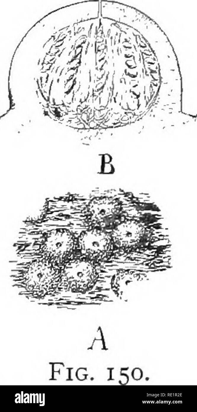 . Nature and development of plants. Botany. Fig. 149. Fig. 148. A common black fungus, Hypoxylon: A, habit of the fungus as it appears on dead branches and logs. The round black bodies are an association of the mycelium, stroma, and numerous ascocarps. B, a single ascus enlarged, showing character of the ascospores. Fig. 149. The black knot, Plowrightia, infecting a branch of cherry. At the bottom of the branch is shown the early summer or spore-bearing stage, c, and above a black warty mass of ascocarps, as, produced the previous season. Fig. 150. A, several ascocarps enlarged, taken from reg Stock Photo