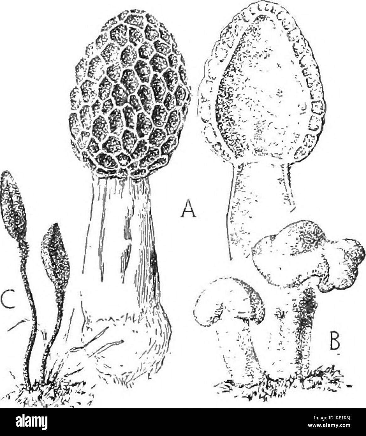 . Nature and development of plants. Botany. 232 THE ASCO-LICHENS size, forms of Morchella occasionally reaching the height of a foot and some species of Gyromitra weigh over a pound. 86. The Asco-lichens.âA second line of departure from the Pezizales includes a large group of plants known as the lichen. The great majority of these forms show strong evidence of rela-. â â¢^^ Fig. 141. Common forms of the Helvellales: A, the morel, Morchella, surface view at left and in section at right. The asci and paraphyses form a hymenium over the honeycomb surface. B, Leotia, a small gelatinous form of a l Stock Photo