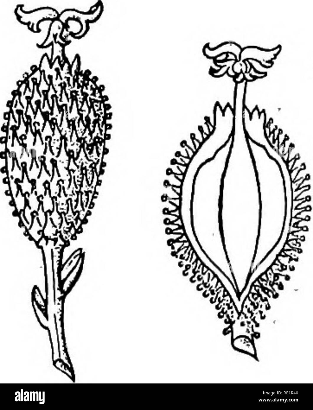 . A manual of Indian botany. Botany. 150 MORPHOLOGY CHAPTER XXI FRUITS AND SEEDS. We have learnt that seeds are produced from ovules as the result of fertilization. Fertilization also gives an impetus to the growth of the ovary, which then matures and forms what is known as fruit. If fertilization fails, the ovary, as a rule, does not develop into' a fruit, but withers and falls away along with the other parts of the flower. There are, how- ever, some ex- ceptions, met with mostly in cultivated plants, such as Plantain, Orange, Guava, Papaw, &amp;c., in which the ovary , matures into fruit eve Stock Photo