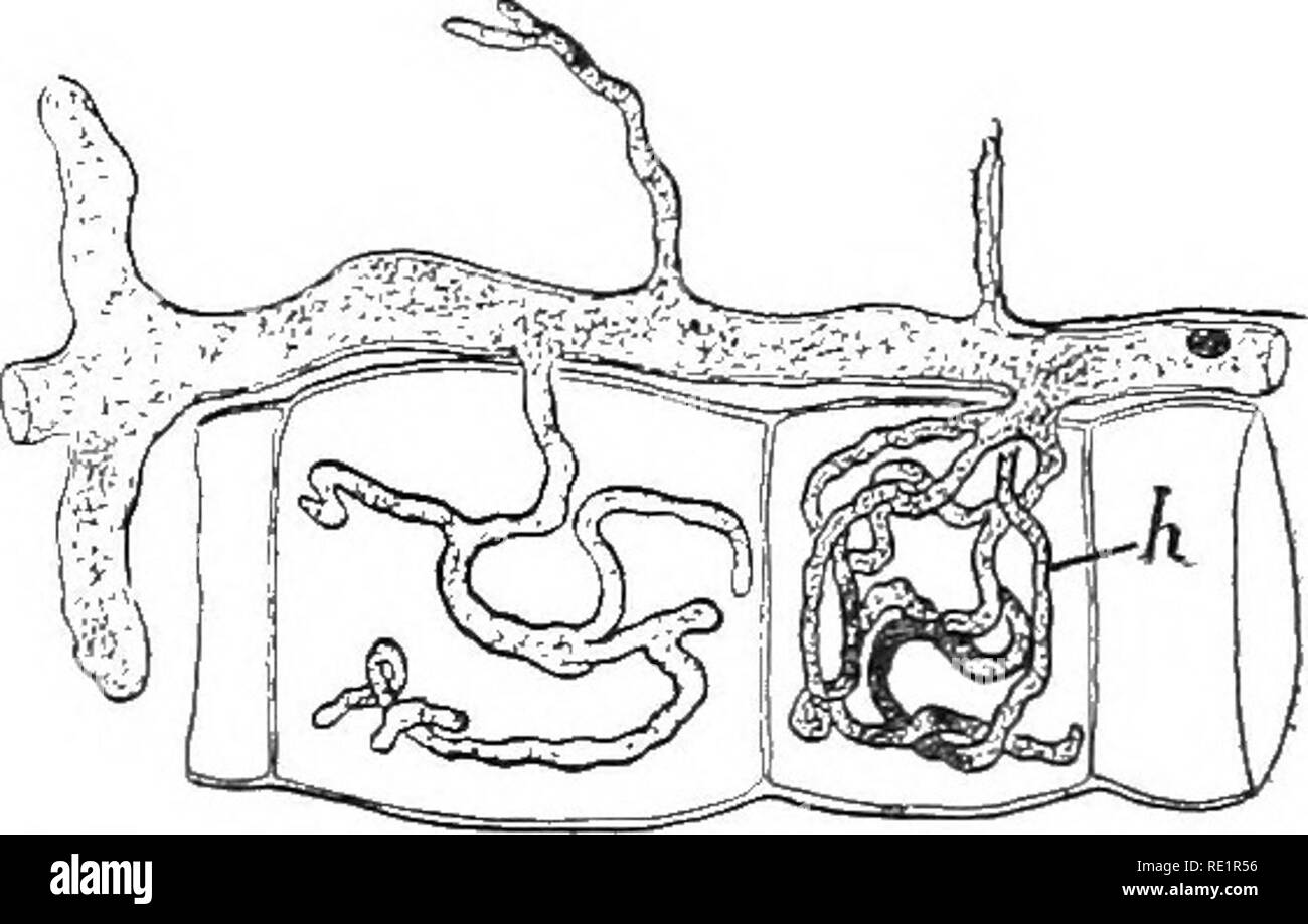 . Nature and development of plants. Botany. 220 REPRODUCTION OF A WATER MOULD the gametes is perhaps due to their exposure to atmospheric conditions, as would be the case when growing upon terrestrial or floating organic matter. The lack of water for the transport of the male gametes is nicely met by a tubular outgrowth of the antheridium which penetrates the oogonium when it ruptures, discharging the male close to the female gametes (Fig. 130, D, an). In the majority of the species, singularly enough, the female gametes germinate without being fertilized. The gametospore germinates as in Vauc Stock Photo