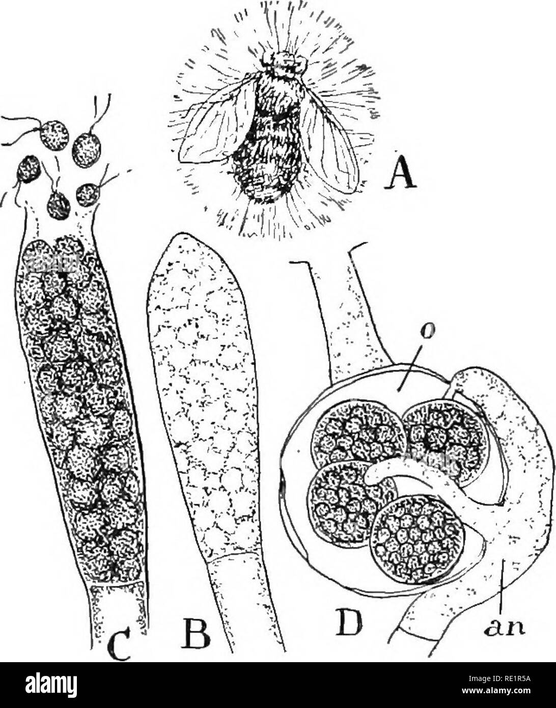 . Nature and development of plants. Botany. DEVELOPMENT OF PLANTS 219 ing tubular threads without partitions but containing numerous nuclei and thus resembling Vaucheria save for the absence of chloroplasts (Fig. 130). The sporangia are also formed by the cutting oif of the tip of one of the branches by a transverse wall. The contents of a sporangium, however, generally breaks up into a very large number of biciliate zoospores (Fig. 130, C). In the species that cause so much damage to fish, the spores come to rest upon the fish and form tubular outgrowths that readily penetrate the tissues of  Stock Photo
