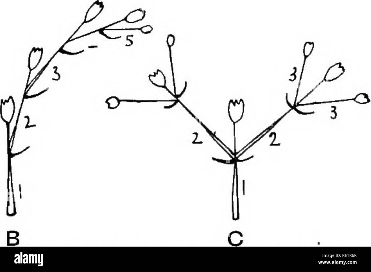 axillary cyme axillary cyme