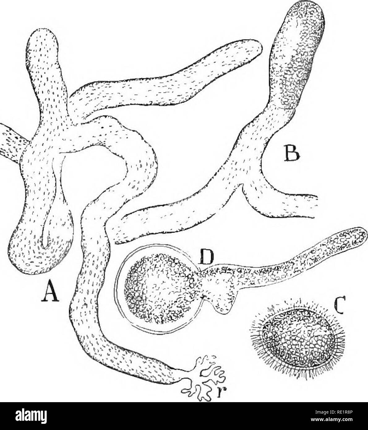 . Nature and development of plants. Botany. DEVELOPMENT OF PLANTS 195 70. Order d. Siphonales or Tubular Green Algae.—This order includes a large number of odd forms that are filamentous in character and they differ from algae previously noted in that the filaments contain numerous nuclei, but with rare exceptions no cell partitions. Such plants are called coenocytes. They assume various forms and often resemble a small plant with stem, root and leaf, but in all these cases the plant is essentially a huge cell- or tube without partitions and containing numerous nuclei. Most of the Siphonales a Stock Photo