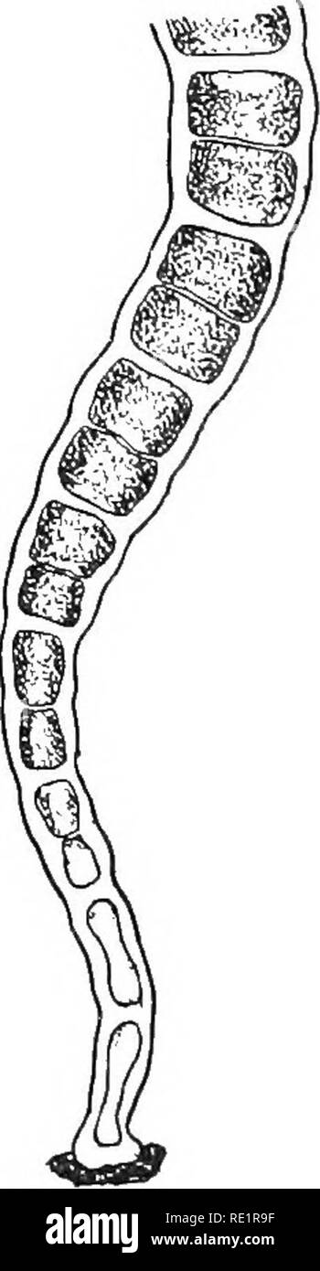 ulothrix structure