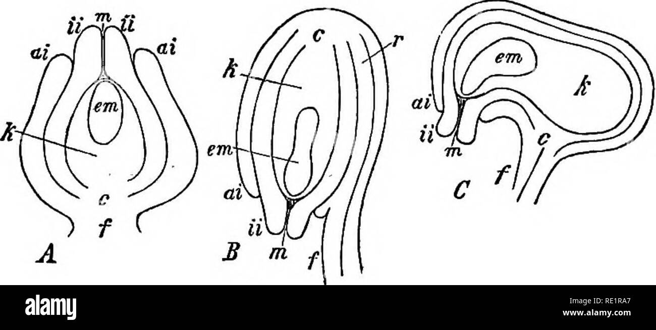 . A manual of Indian botany. Botany. I02 MORPHOLOGY TROPOUS (inverted)—B, in which, owing to the ex- cessive growth in length of the funicle, the ovule becomes top-heavy, and the nucellus, in consequence toppling over, becomes inverted, and the elongated funicle adheres to one side of the nucellus and grows along with the integuments, forming a sort of ridge on the wall of the ovule, known as raphe, and owing to the inverted position of the nucellus, the micropyle and the chalaza change their position with respect to. Fig-. 95-—Ovules A, Orthotropous. B, Anatropous. u, Campylotropous. k, Nucel Stock Photo