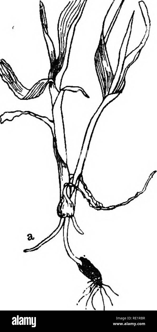 Fibrous Root Black and White Stock Photos & Images Alamy