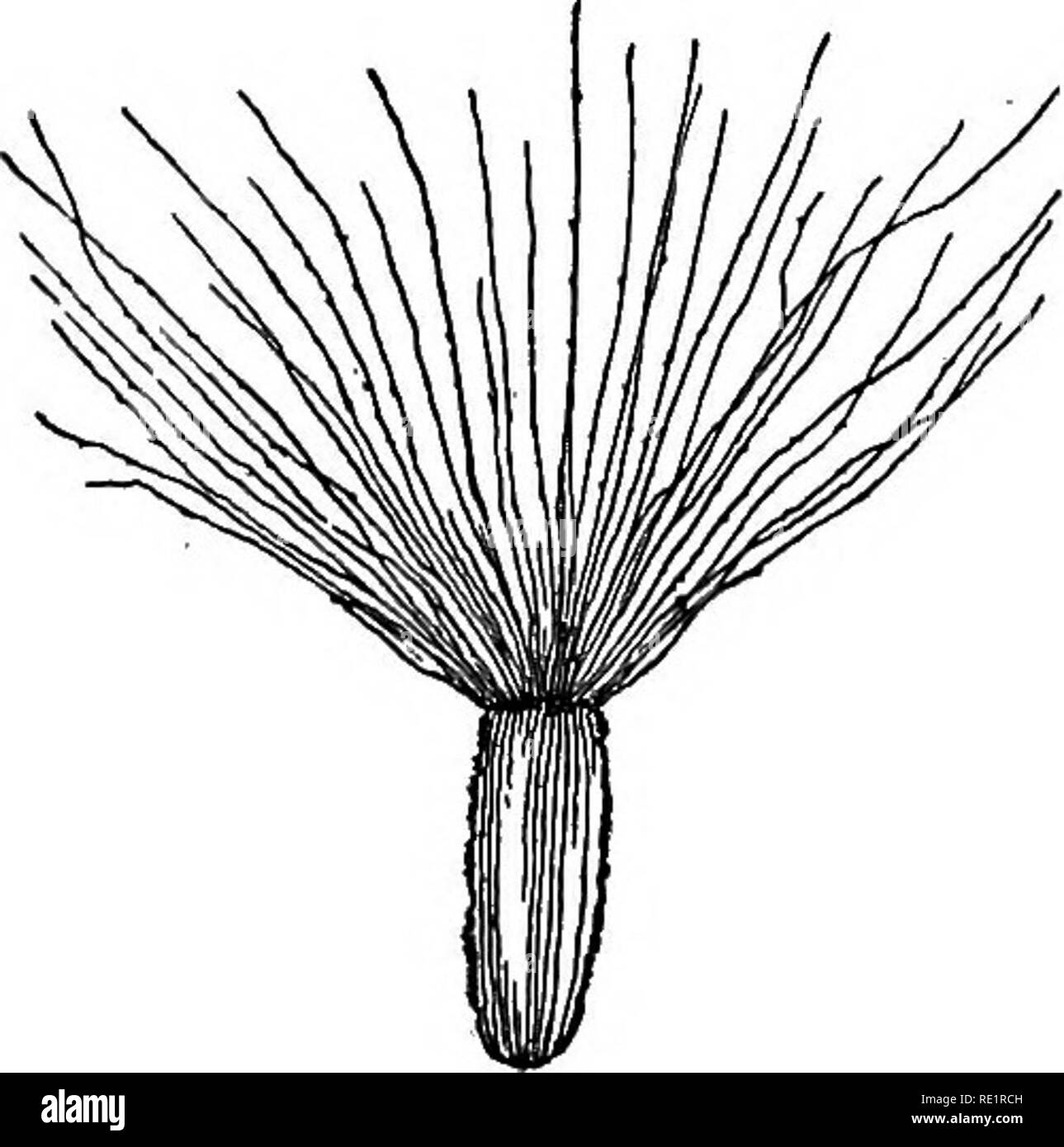 . A manual of Indian botany. Botany. THE FLOWER 85 of hairs or bristles, as in kukur-songa or kukshima, and such a hairy calyx is known as pappus (fig. 81). When the calyx is inserted on the thalamus directly, so that it is the lowest whorl of a flower, it is said to be INFERIOR with respect to the pistil, which is the highest whorl, and is therefore said to be superior. In some cases, to be explained later on, the calyx seems to grow from the top of the pistil, when it is said to be superior in respect of the pistil, which in that case is inferior. In some flowers, as in jaba and Cotton (see Stock Photo