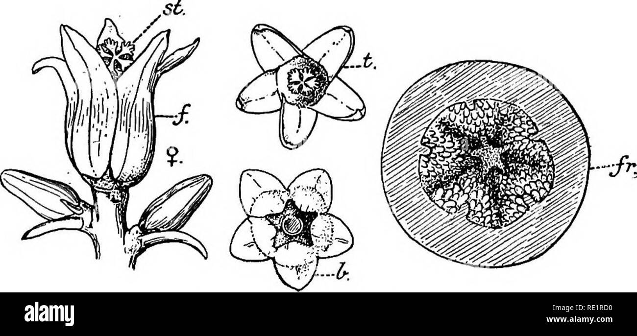 Hermaphrodite flowers outlet
