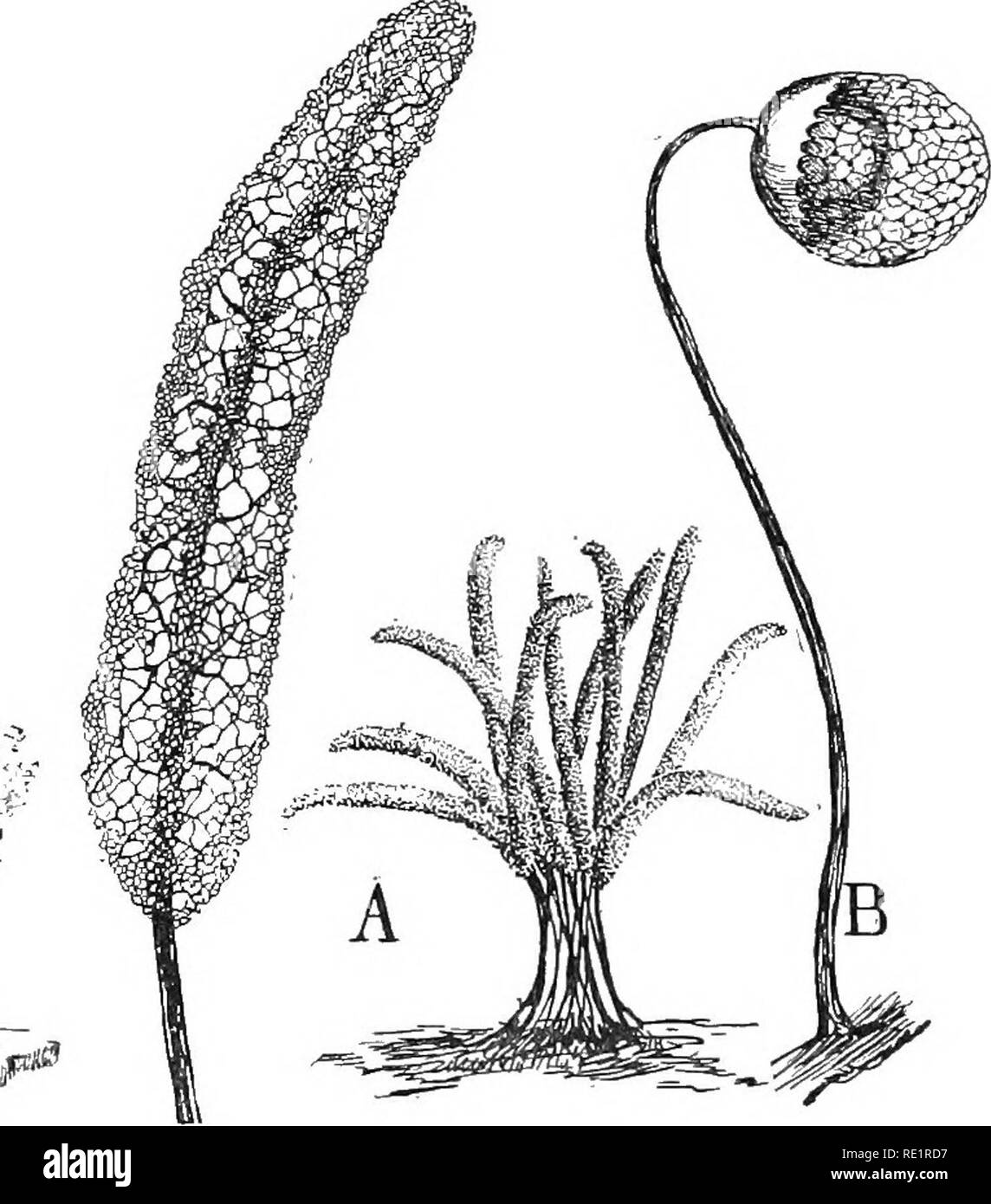 . Nature and development of plants. Botany. Fig. 87. Fig. 88. Fig. 87. The sporangial stage of two common slime moulds: A, Lyco- gala. B, Arcyria. C, sporangia rupturing, hair-like structures (the capil- litium) and spores protruding. D, sporangia emptied. Fig. 88. Open types of sporangia: A, Stemonitis, at left a single spo- rangium enlarged, showing net-like structure formed by capillitium radiating from the central stalk of the sporangium. B, Cribaria. sacs every time they are tapped, the life history will be found to be about as follows: Under the microscope the particles of dust are seen  Stock Photo