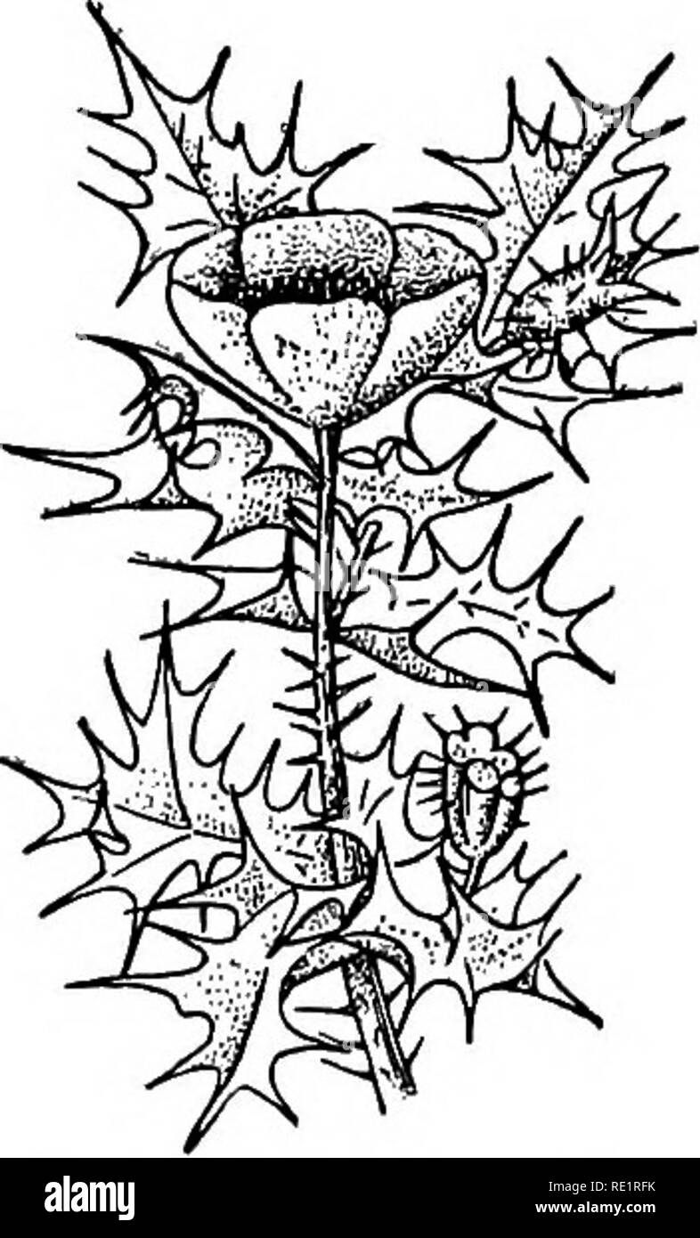 . A manual of Indian botany. Botany. 6o MORPHOLOGY {Jatropha gossypifoHa), bichuti {Tragia involucrata), the pods of alkushi {Mucuna pruriens) (see fig. 179), and the involucre of Stegesbeckia (see fig. 201). Spines, prickles, and glandular hairs are the arma- ture of plants, by which they defend themselves against the attack of animals. Sir George Watt, writing on armature of plants, says: &quot;The plant mani- fests distinct efforts to defend itself from the attack of animals. Every part of shial- kanta (Argemone mexicana) (fig. 63) is one mass of pointed bodies which protect it most success Stock Photo