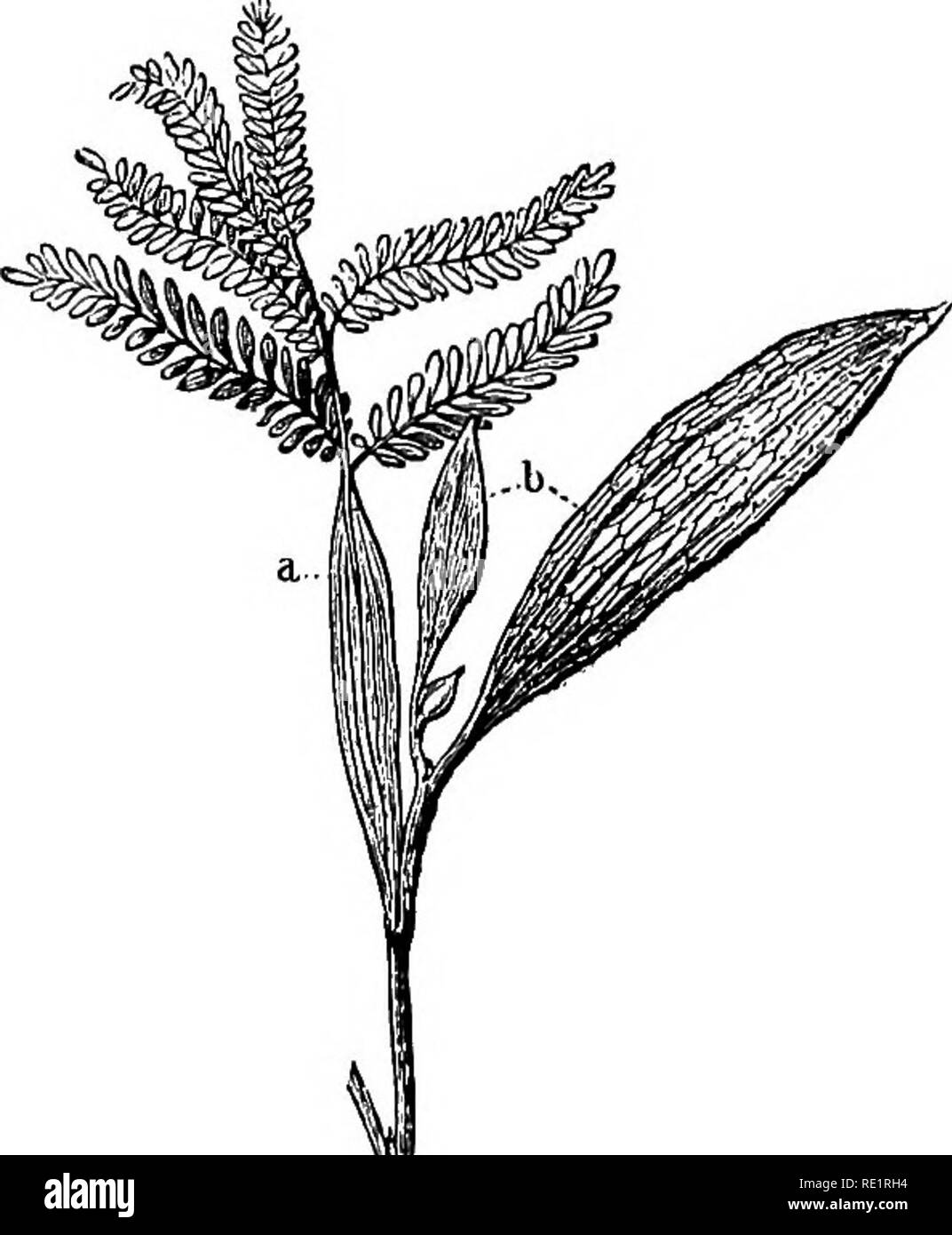 Asparagus racemosus Black and White Stock Photos & Images Alamy