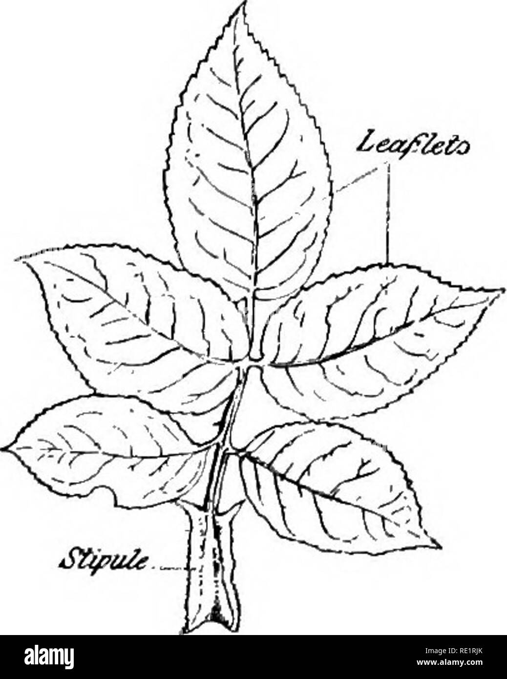 . A manual of Indian botany. Botany. turtium (Tropceolum majus) w