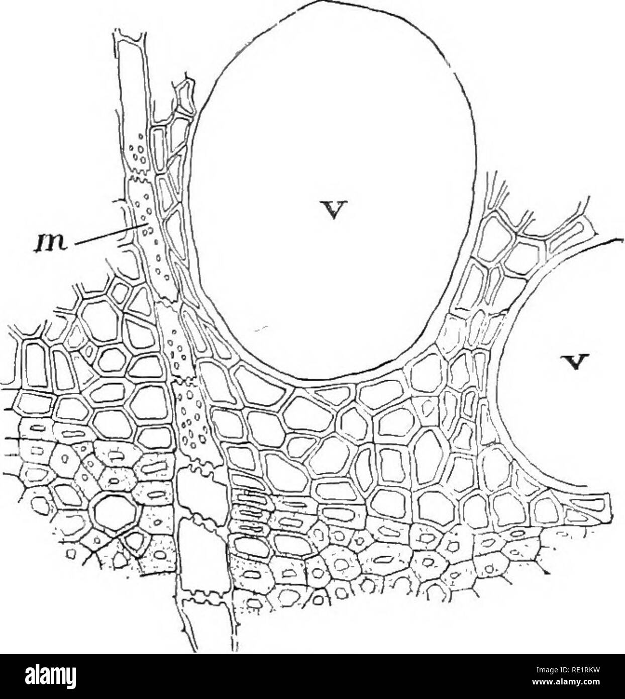 . Nature and development of plants. Botany. Fig. 56. Fig. 57. Fig. 56. Diagram of a cross-section of a stem of black oak four years old; p, pith; I, 2, 3, 4, annual rings of xylem; c, cambium cylinder; ph, phloem; cr, cortex; ck, cork; m, medullary rays. Fig. 57. Magnified view of a portion of one of the bands of black oak in Fig. 56, showing the thick-walled summer wood succeeded by the thinner- walled cells and vessels. This association of cells causes the banded appear- ance of the annual rings of growth, m, medullary rays; 11, vessels in the spring wood. produces firmer and denser tissues. Stock Photo