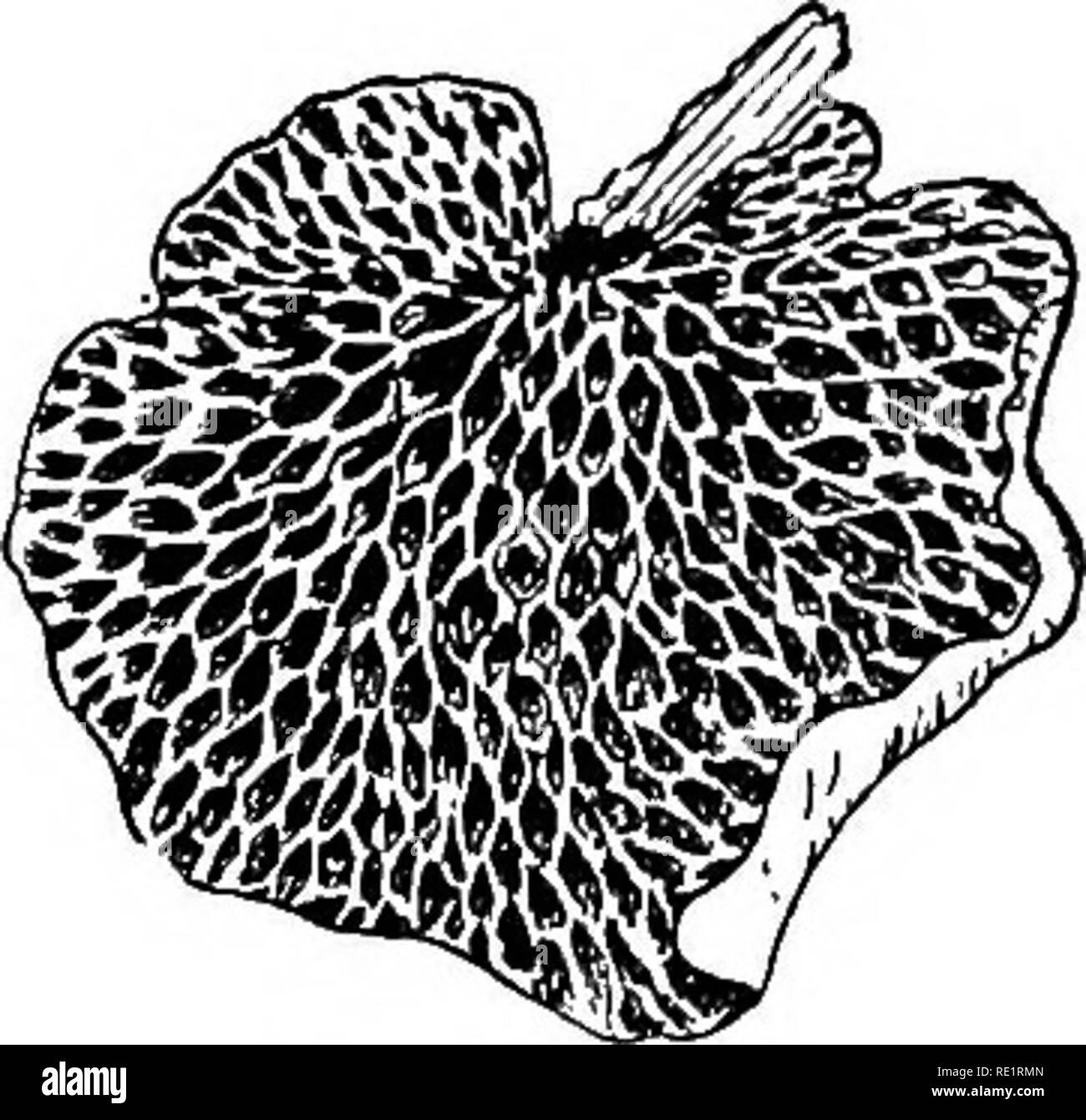 Beech varieties Black and White Stock Photos & Images - Alamy