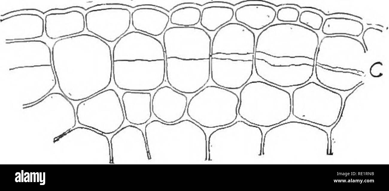 . Nature and development of plants. Botany. 86 NATURE OF CORK TISSUE