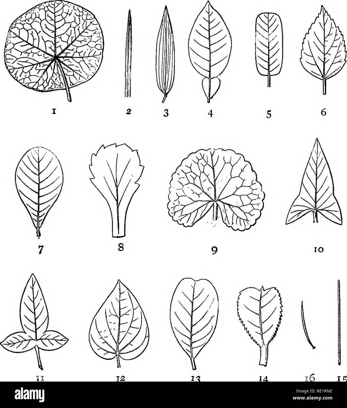 . A manual of Indian botany. Botany. THE LEAF 33 TiCAL, as in golap-jam {Eugenia Jambos); (5) oblong, as in Plantain; (6) ovate or egg-shaped, as in. 12 13 Fig. 29.—Shapes of Leaves 14 16 IS I, Orbicular. 2, Linear, 3, Lanceolate. 4, Elliptical. 5, Oblong-. 6, Ovate. 7, Obovate. 8, Spathulate. 9, Reniform. lo, Sagittate. 11, Hastate. 12, Cor- date. 13. Obcordate. 141 Cuneate. 15, Filiform. 16, Subulate. Banyan; (7) obovate or ovate reversed, as in deshi- badam (Terminalia Catappa); (8) spathulate or spatula-shaped, as in Drosera Burmanni; (9) reni- form or kidney-shaped, as in thul-kuri (Hydro Stock Photo