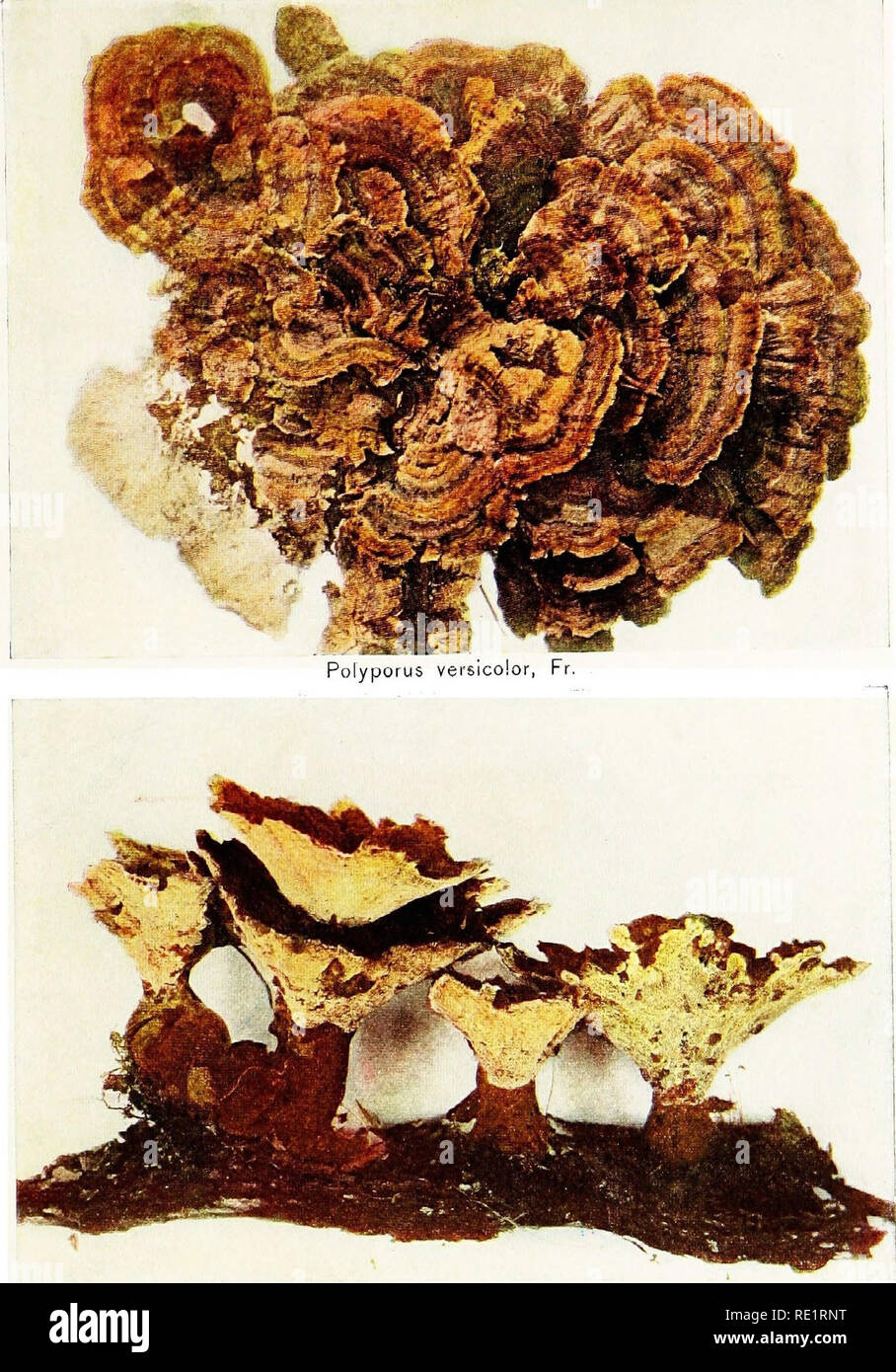 . The mushroom book : a popular guide to the identification and study of our commoner Fungi, with special emphasis on the edible varieties . Mushrooms; Mushrooms, Edible; Cookery (Mushrooms); cbk. Polyporub circinatus, Fr. See page I I 3.. Please note that these images are extracted from scanned page images that may have been digitally enhanced for readability - coloration and appearance of these illustrations may not perfectly resemble the original work.. Marshall, Nina L. (Nina Lovering). Garden City, N. Y. : Doubleday, Page Stock Photo