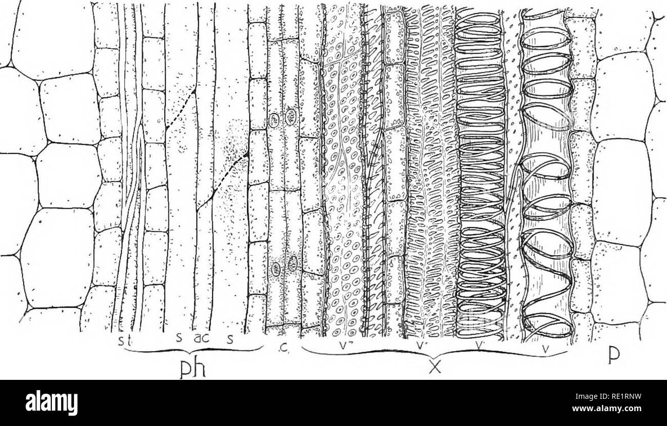 Sieve tube cell hires stock photography and images Alamy