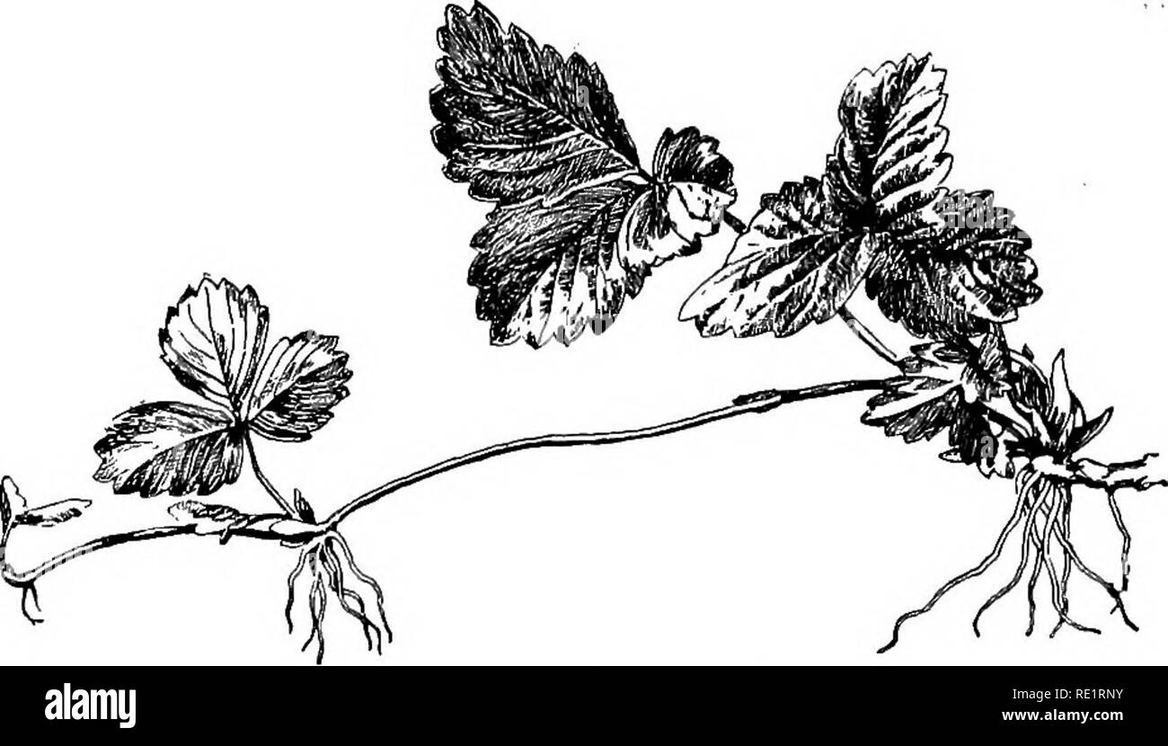 . A manual of Indian botany. Botany. 28 MORPHOLOGY like shim {Dolic/ios), barbati (Vtgna Catjung), golancha (Tinospora cordifolid) (see fig. 149), climb by twining or twisting their stems round the support like the threads of a corkscrew; plants like shasha or khira {Cucumis saiwus), matar or Pea, lau or kadoo or Bottle Gourd {Lagenaria vulgaris), climb by the help of thread-like structures known as tendrils; plants like gaja-pipul (see fig. 267), pan or Betel Vine (^Pipet. Fig. 25.—Creeping Stem or Runner Betel), climb by the help of adventitious roots coming out of the stem and clinging to t Stock Photo
