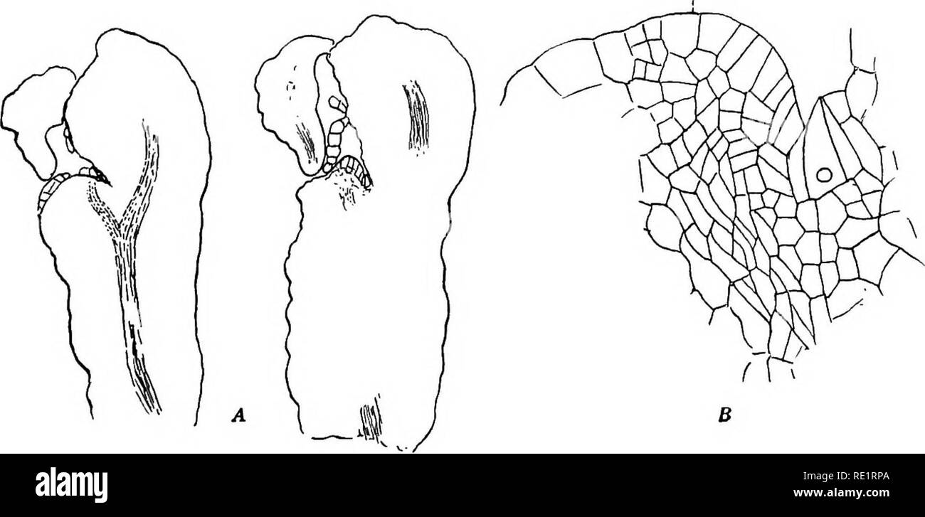 . The Eusporangiatae; the comparative morphology of the Ophioglossaceae and Marattiaceae. Ophioglossaceae; Marattiaceae. Fig. 131. A. Section of petiole of cotyledon of Z)a«£Cd e////jr;c^. X75. B. The vascular bundle. X200. C. Section of a peltate scale. X75. The section of the petiole of the cotyledon in Danaa (fig. 131) is nearly cir- cular, and the wings found in the other forms are almost entirely obhterated. The ground tissue is composed of undifferentiated parenchyma, with no trace of tan- nin cells. The vascular bundle is circular in outline, with a small group of three or four tracheid Stock Photo