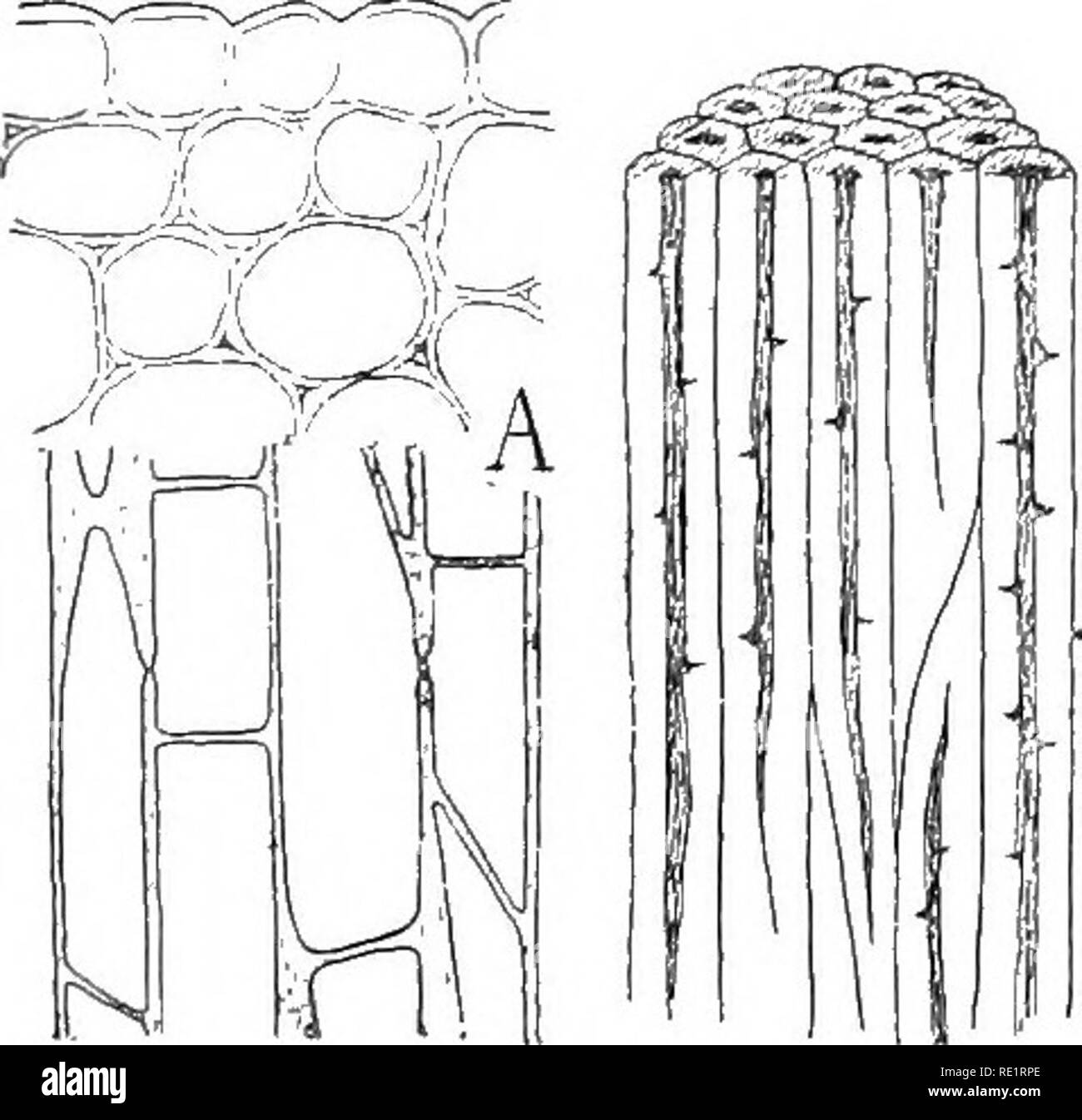 . Nature and development of plants. Botany. 78 STEM STRUCTURE receiving stations for the carbohydrates during their transport through the stem. The cells in the outer portion of the cortex frequently become thickened and more or less elongated to give strength to the stem. One of the most common modifications of this kind is shown in Fig. 41, A. This tissue, collenchyma, is characterized by the thickening of the cells at the angles or on all sides and by the silvery luster of the walls. The walls, though very elastic and tough, are capable of growth and so they are especially adapted to the su Stock Photo
