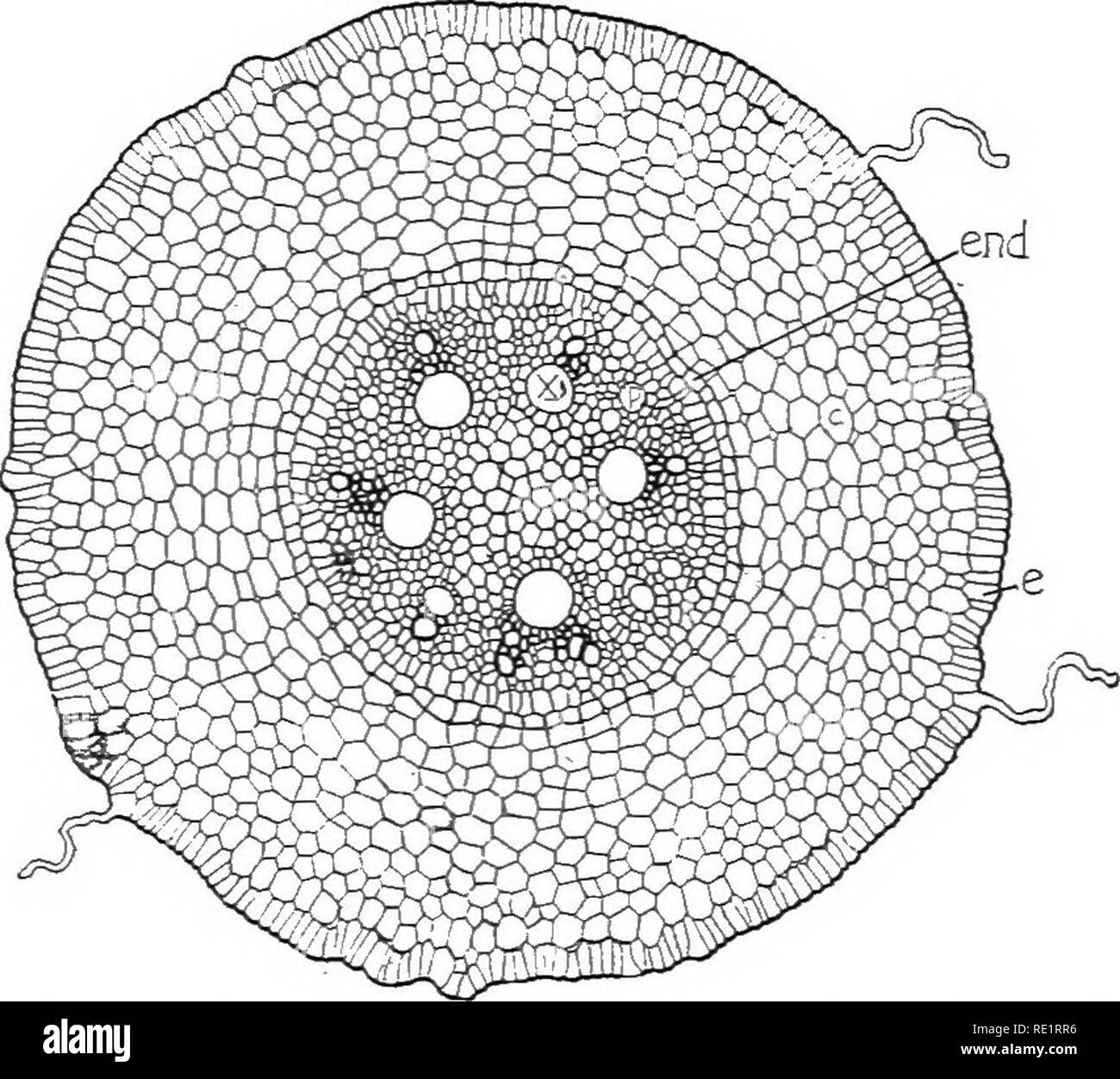 Square cross section stem Black and White Stock Photos & Images - Alamy