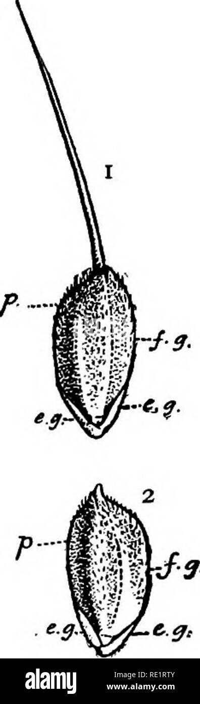 . A manual of Indian botany. Botany. lO MORPHOLOGY matar or Pea, nebu or Orange, am or Mango, kantal-bichi or Jack-fruit seed. Examine next a grain of dhan or unhusked Rice (fig. 8). Superficially, you will find that the brown husk, which is easily separable into two halves, is. f^&quot;-'/!; :^ft.a5=-- fi '1'^, Sc.. Please note that these images are extracted from scanned page images that may have been digitally enhanced for readability - coloration and appearance of these illustrations may not perfectly resemble the original work.. Bose, G. C. London, Blackie &amp; Son Ltd. Stock Photo