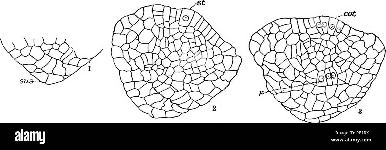 . The Eusporangiatae; the comparative morphology of the Ophioglossaceae and Marattiaceae. Ophioglossaceae; Marattiaceae. Fig, 116.—D, jamakensis. Three sections of an older embryo. X200. Section B is a nearly median section; A is the next section in the series; C shows the suspensor, sus, A further study of the embryos shows that all of the lower half of the epibasal region, probably that derived from the four lower octants—i. e., the four octants that were in contact with the suspensor—develops into the foot, while all of the other organs of the embryo (leaf, stem, and root) arise from the fo Stock Photo