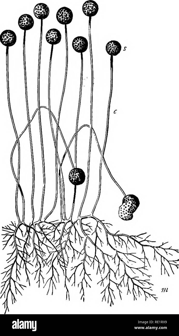 . A manual of Indian botany. Botany. INTRODUCTION threads. This network of fine threads is the body of a plant called chhata {Mucor) (fig. 2, m), which is perfectly undifferentiated, and thus belongs to the class Thallophyta. The higher plants with their body differentiated into roots, stems, and leaves, or only stems and leaves, are called by way of distinction CoR- MOPHYTA. It is with the Cormo- phyta mainly that we are concerned in this part of the book. If we look round, we see that while a large number of familiar plants are ter- restrial, that is, grow and live on land, others are either Stock Photo