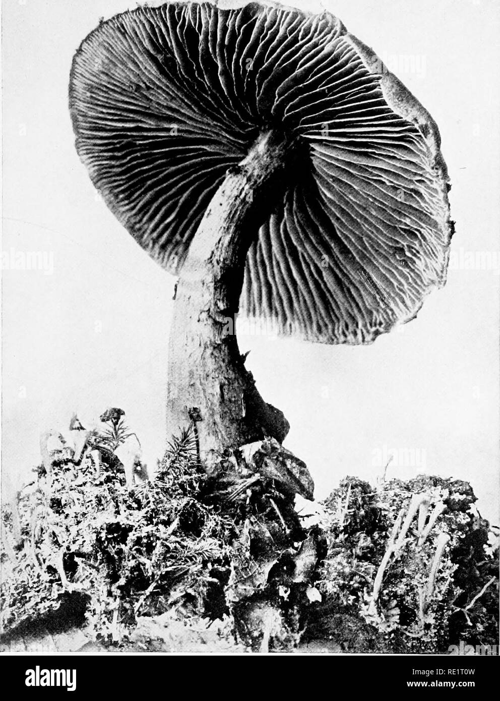 . The mushroom book : a popular guide to the identification and study of our commoner Fungi, with special emphasis on the edible varieties . Mushrooms; Mushrooms, Edible; Cookery (Mushrooms); cbk. â ^. -^^^^ ZONED CORTINARIUS {Cortinarius artnztlattts^ A. &amp; S., Fr.) Cap cinnamon-brown ; gills paler than cap ; stem light brown with fibrous zones of red. See Genus, p. 85. Please note that these images are extracted from scanned page images that may have been digitally enhanced for readability - coloration and appearance of these illustrations may not perfectly resemble the original work.. Ma Stock Photo