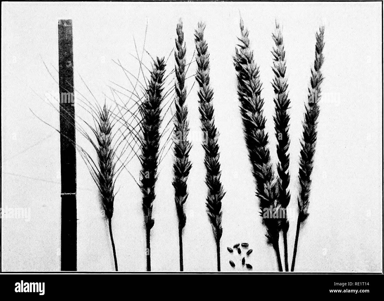 . Arid agriculture; a hand-book for the western farmer and stockman. Dry farming; Irrigation. AKID AGKICULTURE. 229 sity. This was followed by all the variety of other things which men could exist without. At. Plate XLI. Wheat Breeding by the Author. 1. Common Form of Turkey Red Winter Wheat. 2. Improved Turkey Wheat. 3. A New Beardless Winter Wheat—Scale at Left. the present time not only the mere necessities, but the luxuries as well, are actually supplied to the world by one-third of the working population who are producers.. Please note that these images are extracted from scanned page ima Stock Photo
