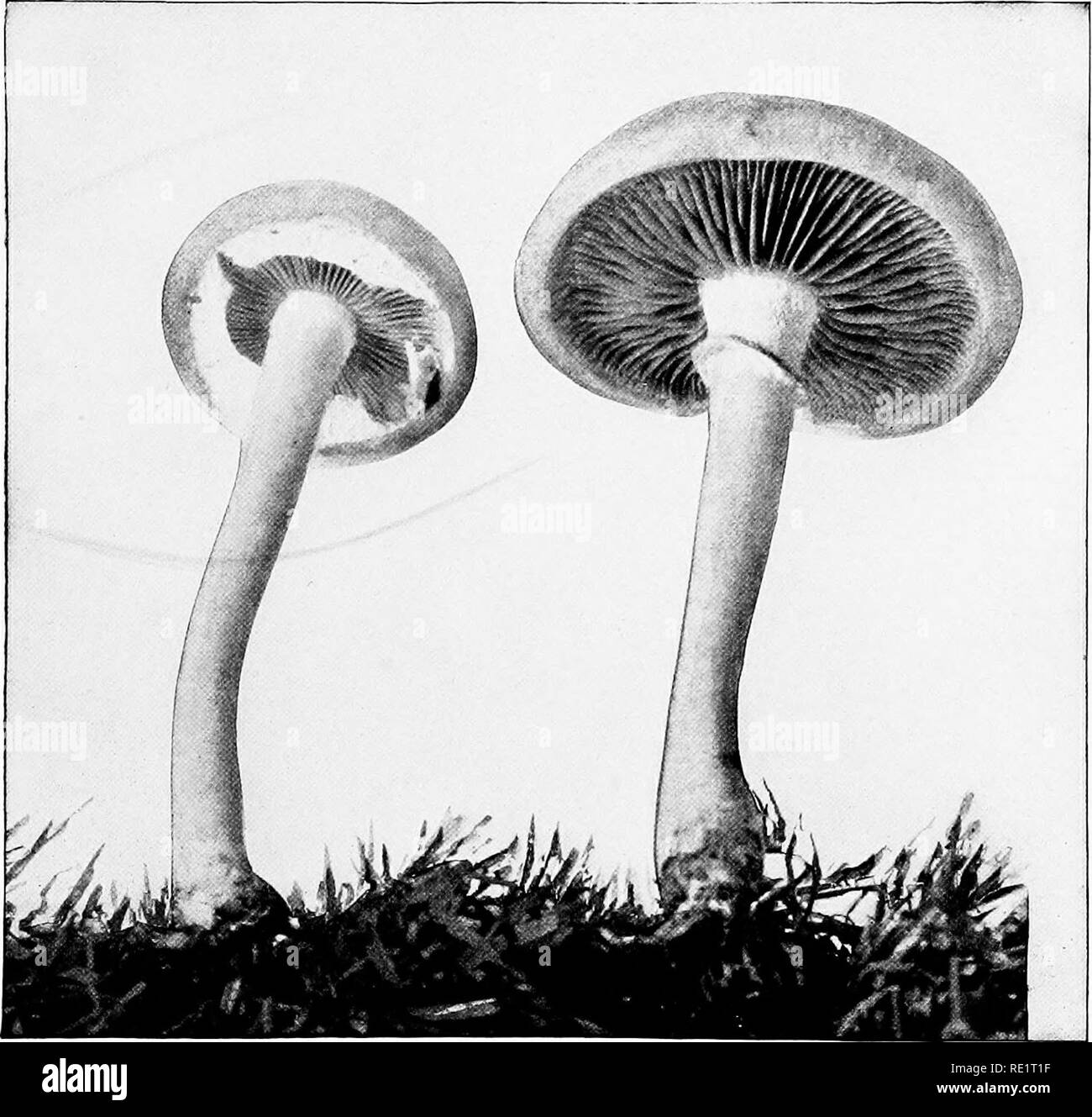 . The mushroom book : a popular guide to the identification and study of our commoner Fungi, with special emphasis on the edible varieties . Mushrooms; Mushrooms, Edible; Cookery (Mushrooms); cbk. IVORY HYGROPHORUS (EDIBLE) {Hygrophorus eburneus^ Fries) Reduced. Cap diam., i inch ; stem length, 2^ inches See page 61. EARLY PHOLIOTA (EDIBLE) {Pholioia preecoxy Pers.) Reduced. Nat. size: Cap diam., 2j&lt; inches; stem length, 3J&lt; inches.. Please note that these images are extracted from scanned page images that may have been digitally enhanced for readability - coloration and appearance of th Stock Photo