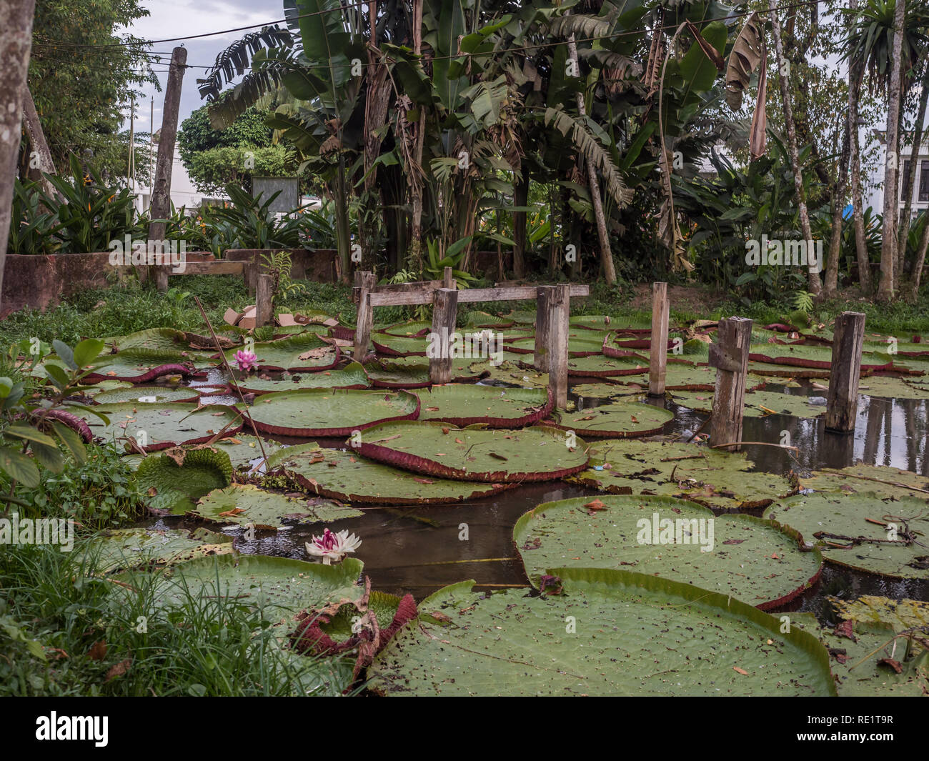 Victoria amazonica in the park of Leticia, Colombia. It is a species of flowering plant, the largest of the Nymphaeaceae family of water lilies. The l Stock Photo