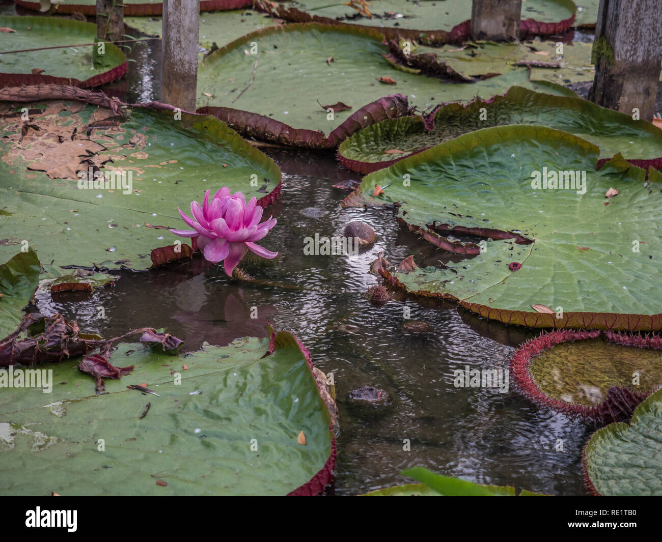 Victoria amazonica in the park of Leticia, Colombia. It is a species of flowering plant, the largest of the Nymphaeaceae family of water lilies. The l Stock Photo