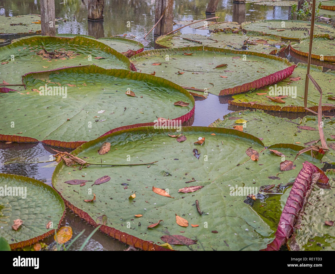 Victoria amazonica in the park of Leticia, Colombia. It is a species of flowering plant, the largest of the Nymphaeaceae family of water lilies. The l Stock Photo