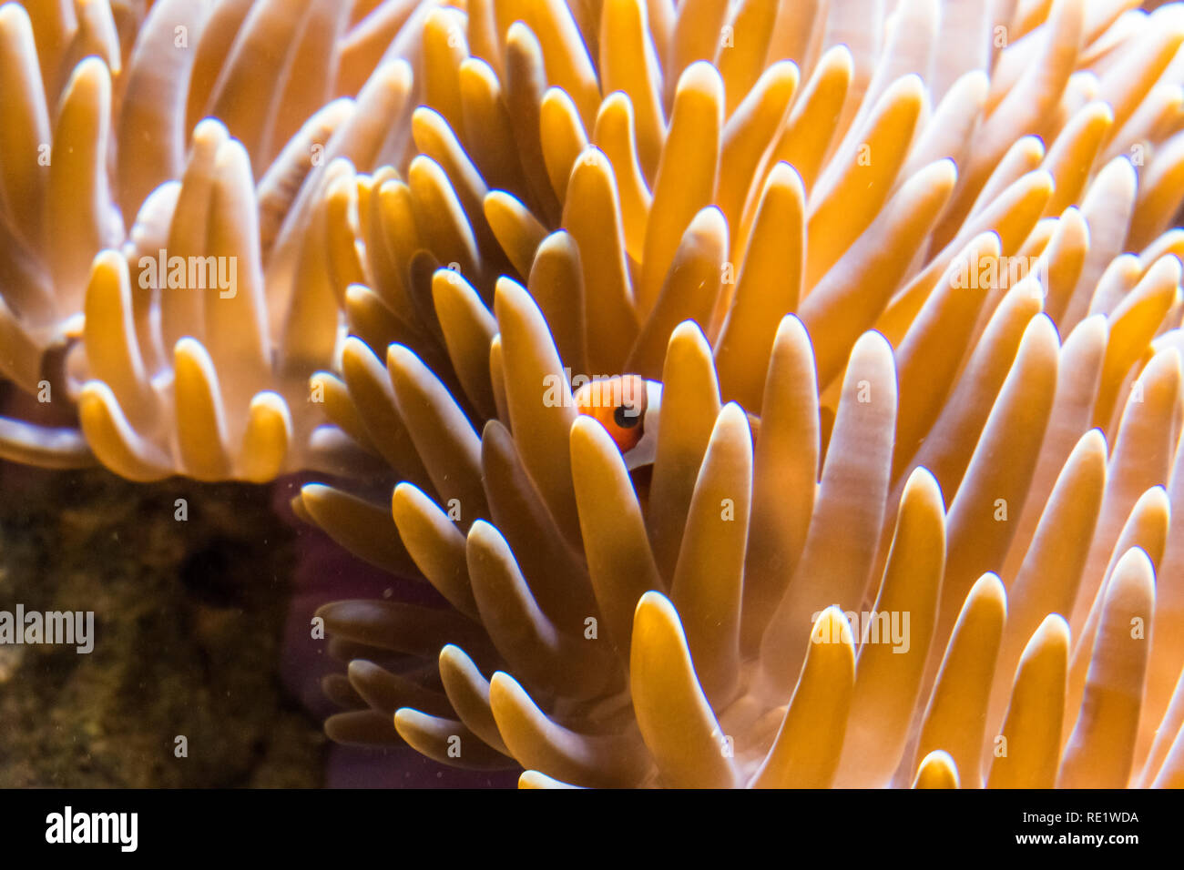Underwater landscape with coral reef and fish. The aquarium inhabitants of the underwater world Stock Photo