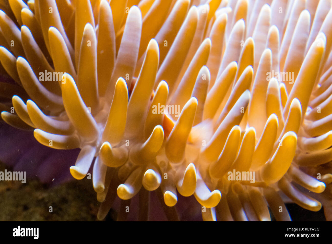 Underwater landscape with coral reef and fish. The aquarium inhabitants of the underwater world Stock Photo
